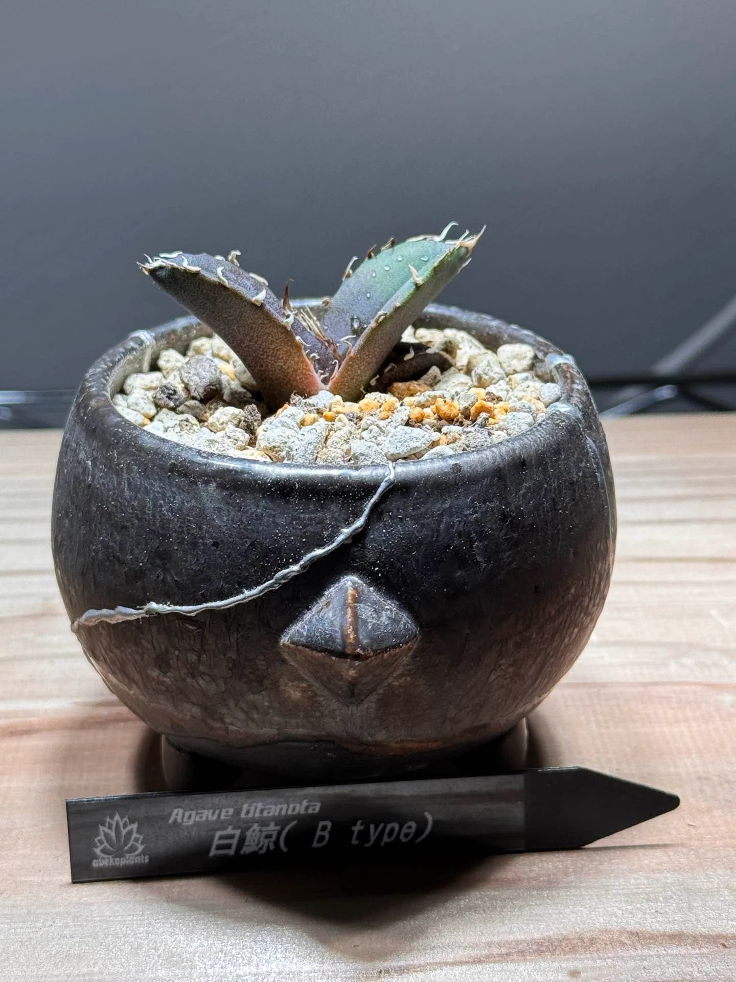 No.22 我が家の植物紹介「アガベ白鯨（B type）」｜マキ爬虫類飼育部屋