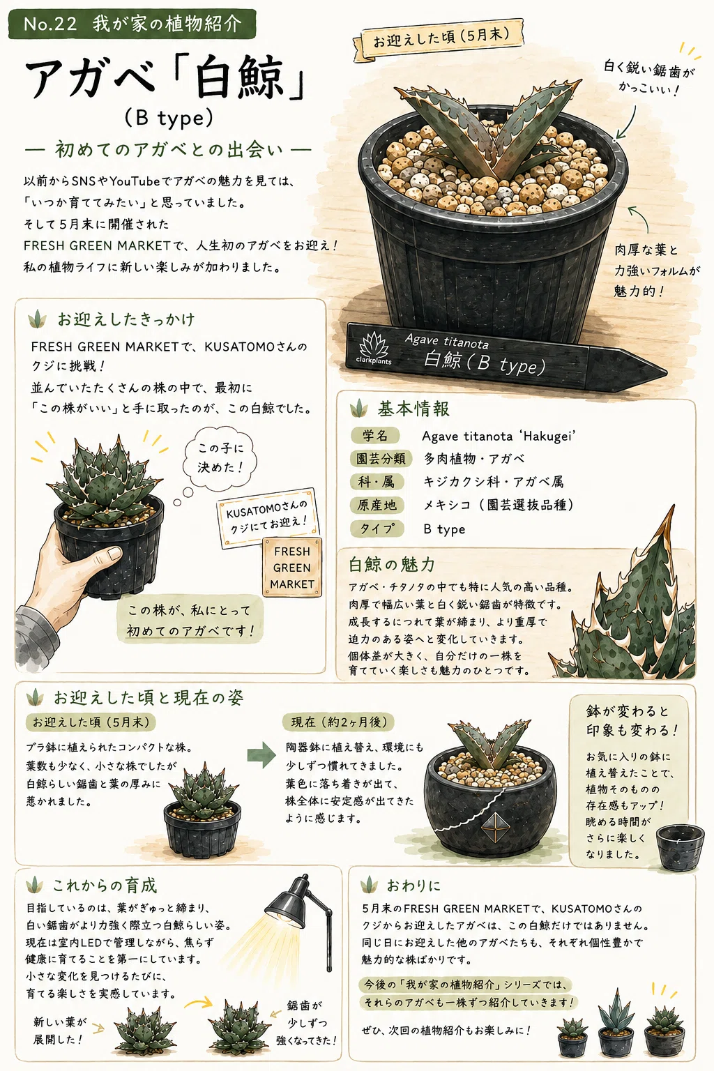 No.22 我が家の植物紹介「アガベ白鯨（B type）」｜マキ爬虫類飼育部屋