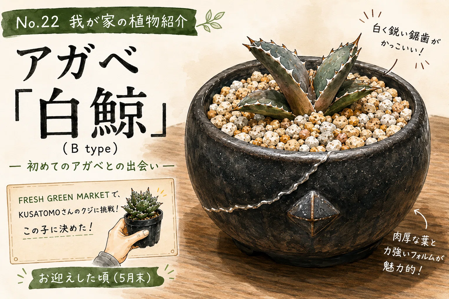アガベ 白鯨　鋭棘　コンパクト No.22 我が家の植物紹介「アガベ白鯨（B type）」｜マキ爬虫類飼育部屋
