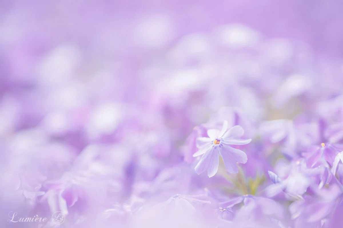 やさしい薄紫の花が一面に咲いて太陽の光を浴びている写真