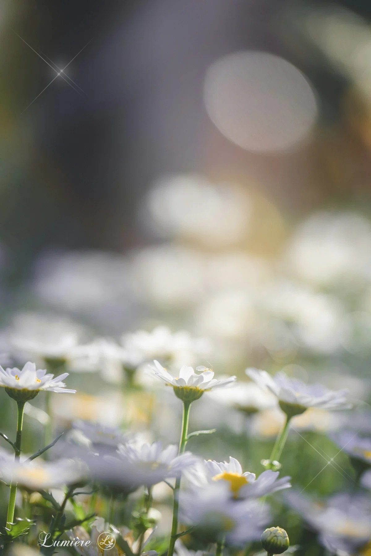 光を浴びた花畑で、白いマリーゴールドの花が太陽に向かってきらきらと輝いて咲いている写真