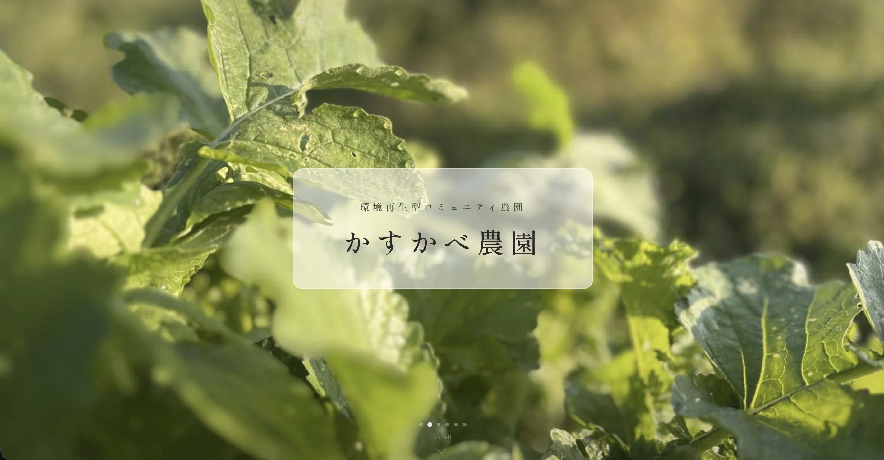無農薬・無肥料・不耕起・混生密生の環境再生型コミュニティ農園を4年
