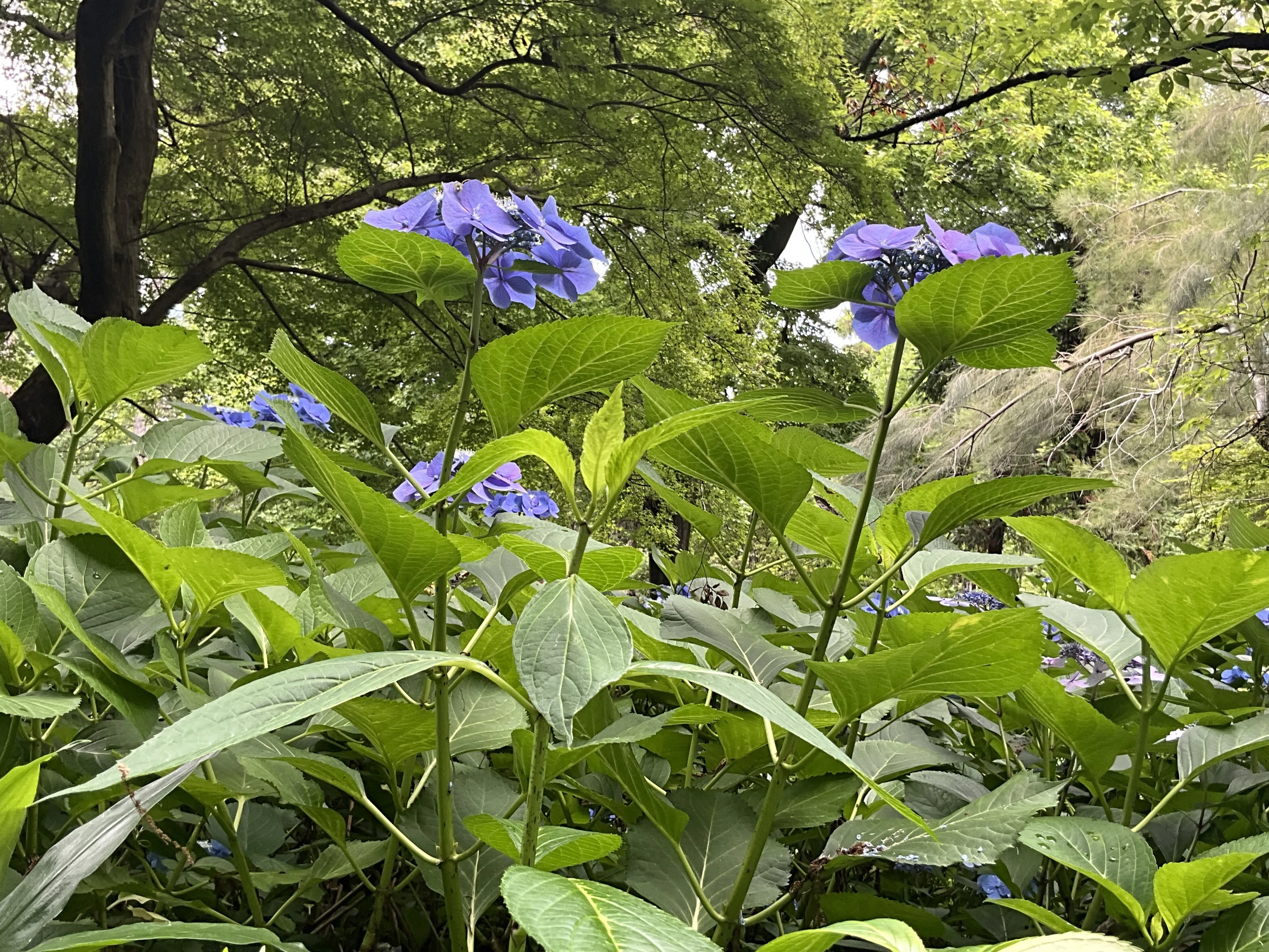 アジサイのブルースカイ（京都府立植物園）：2026年6月27日（土