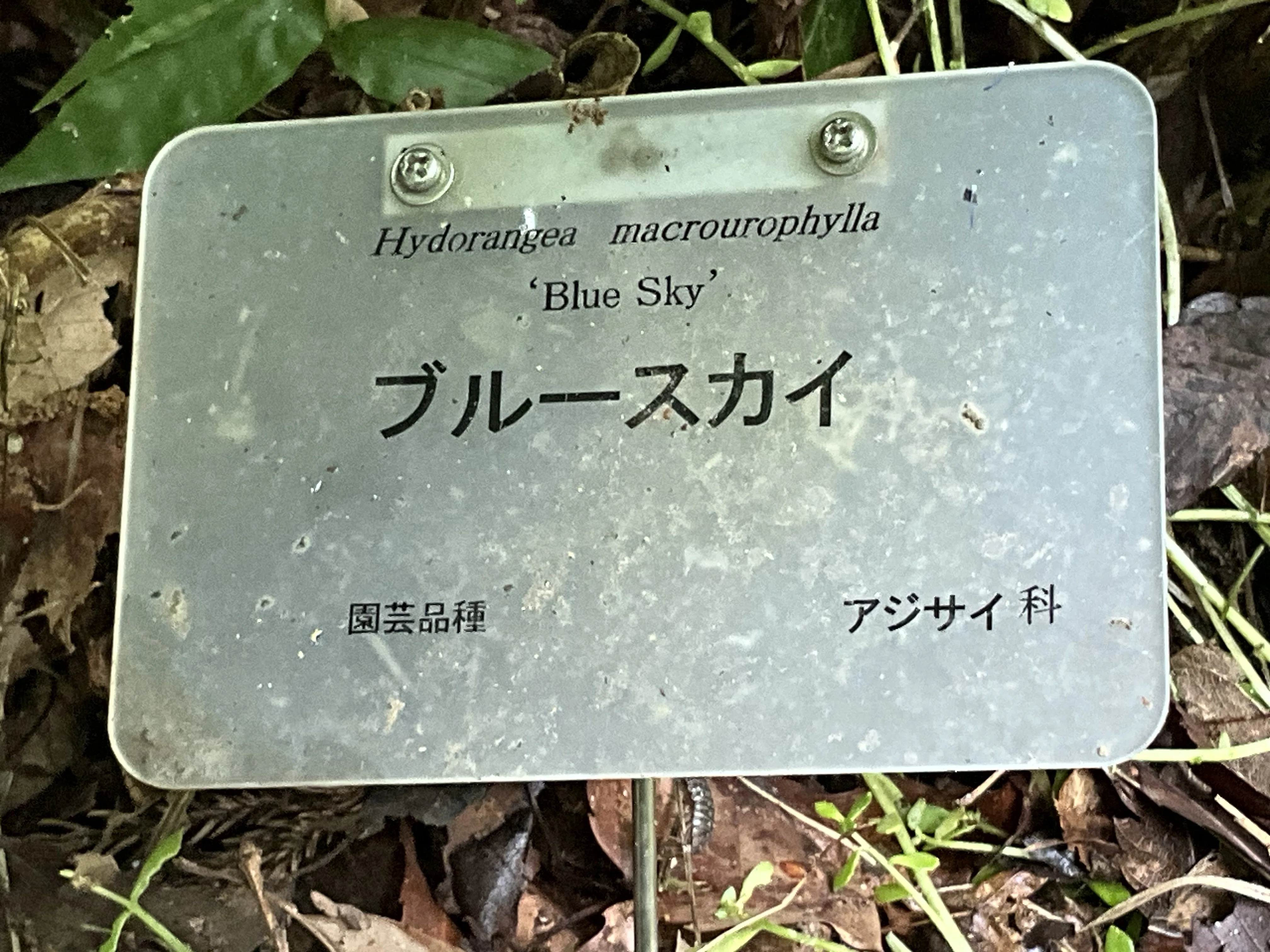 アジサイのブルースカイ（京都府立植物園）：2026年6月27日（土