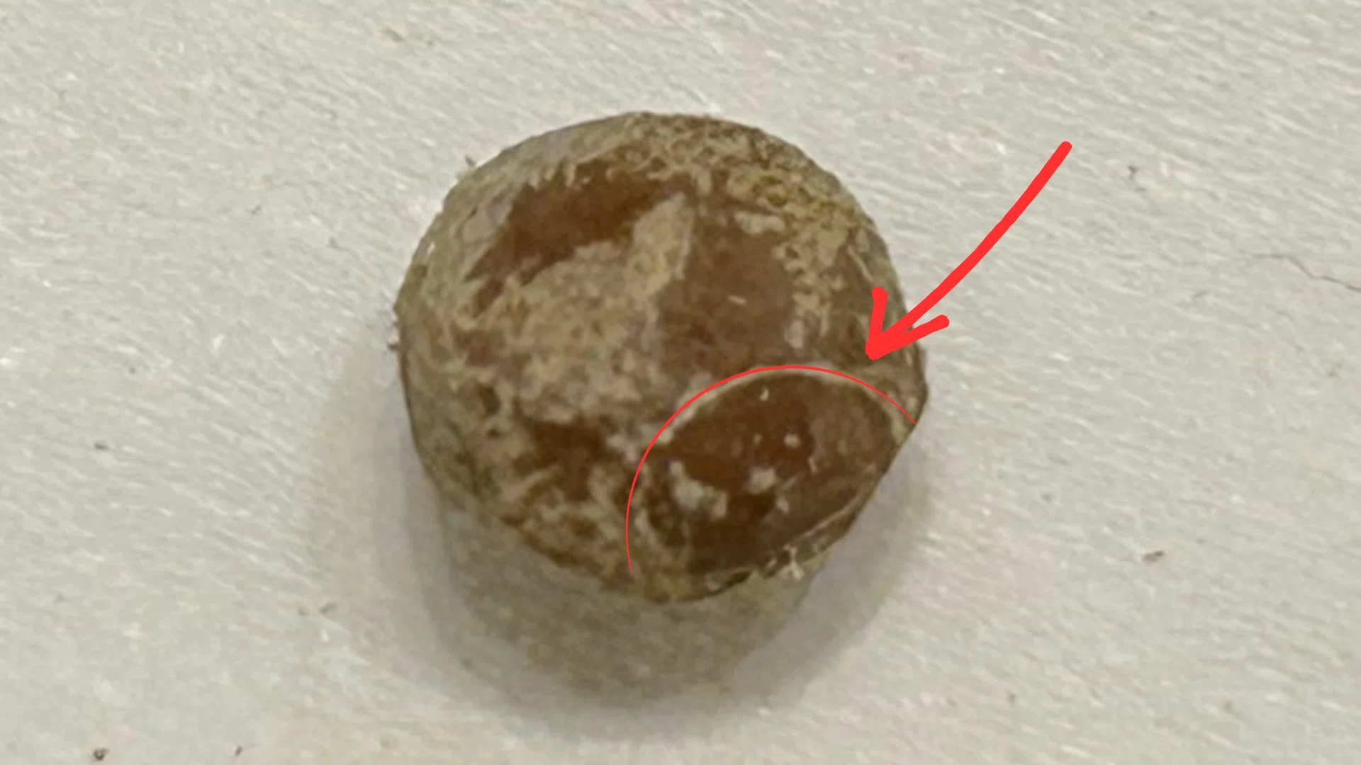 植物初心者がオペルクリカリア・パキプスの種まきに挑戦してみた！｜F