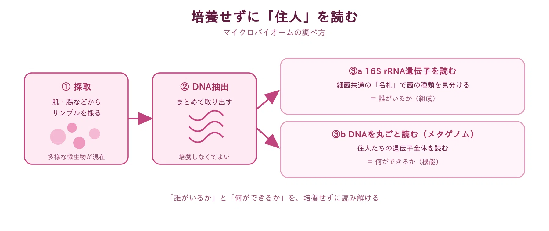肌と食卓の「見えない住人」たち｜山口昌雄｜バイオインフォマティクス