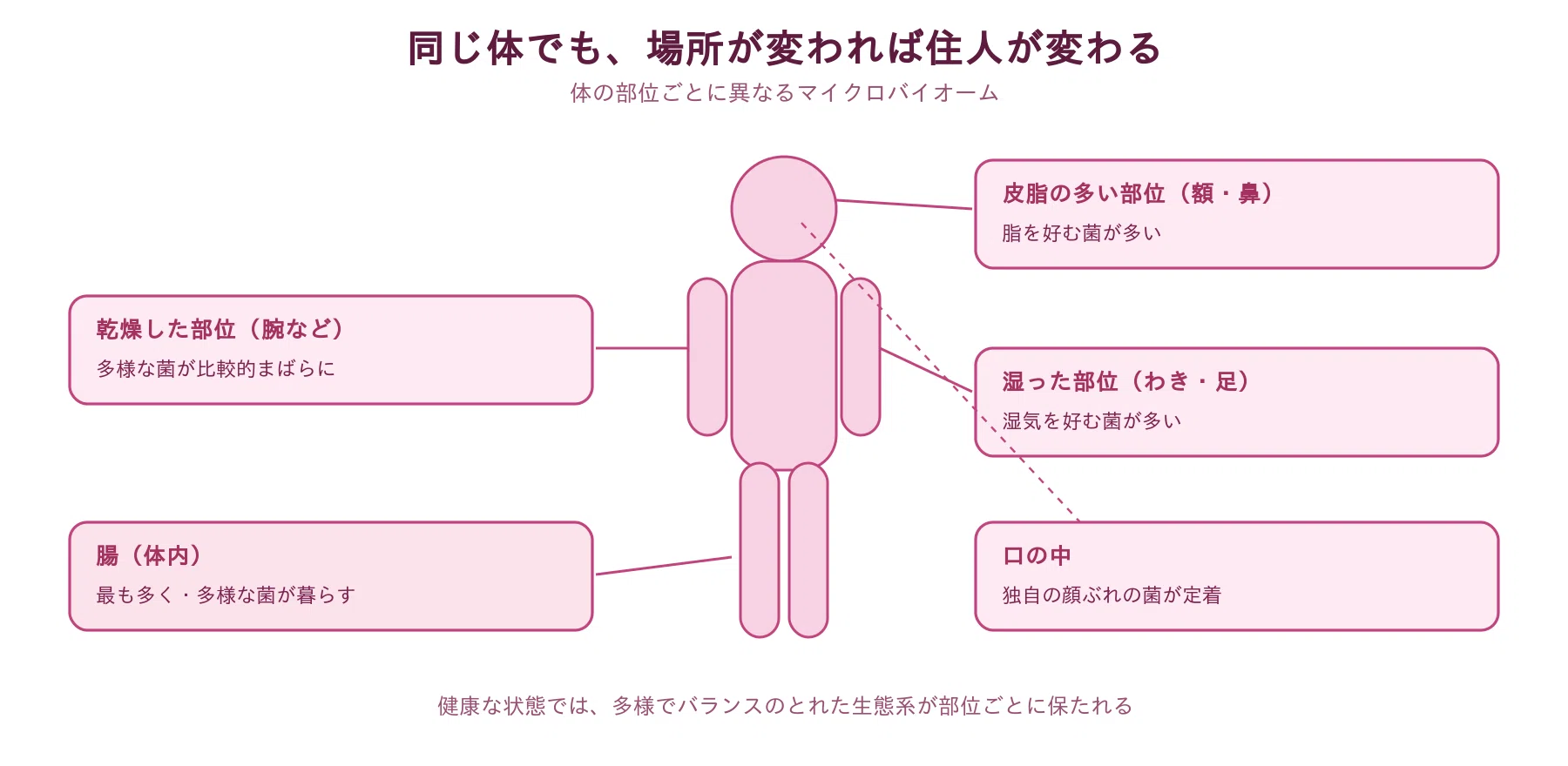 肌と食卓の「見えない住人」たち｜山口昌雄｜バイオインフォマティクス