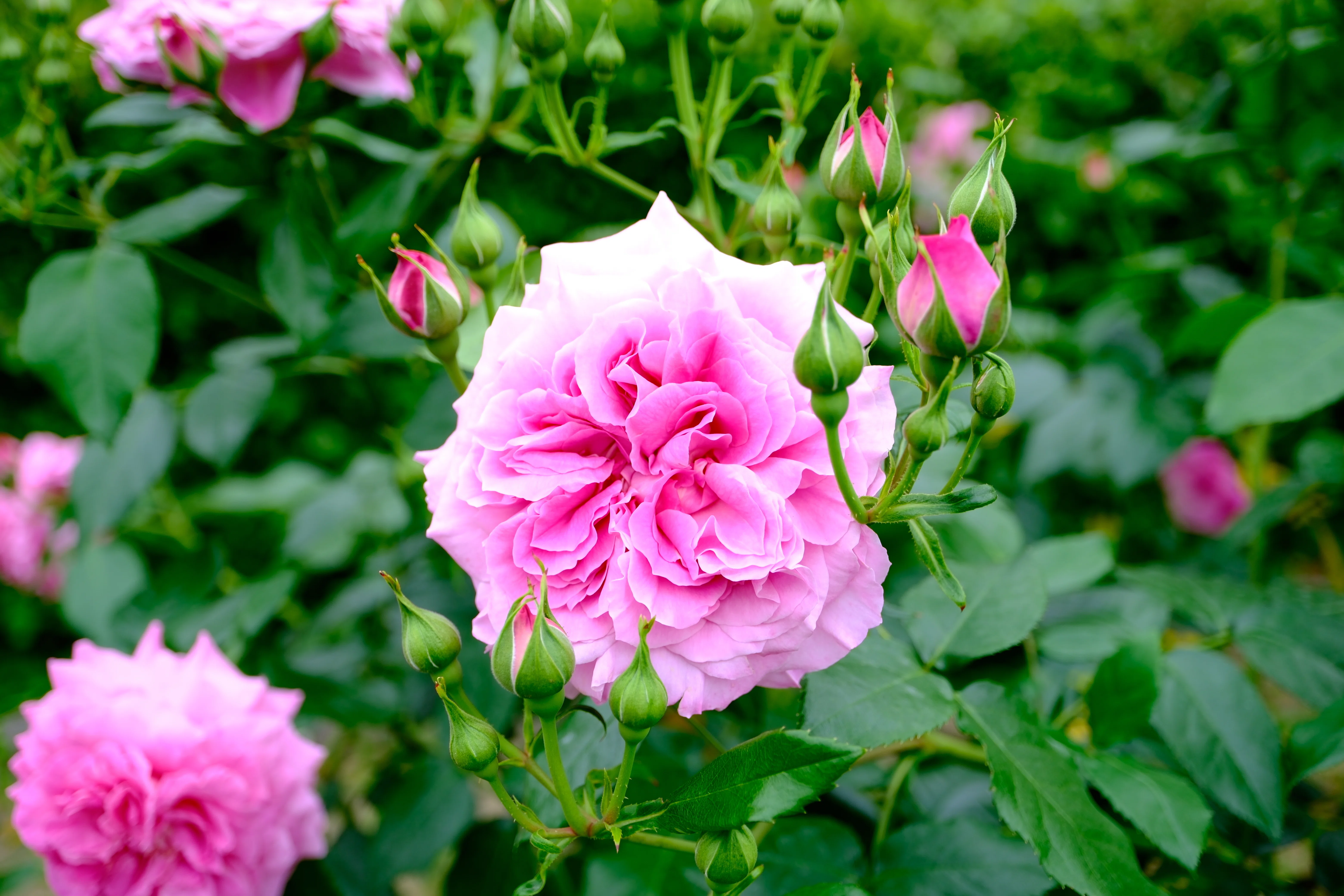 バラ苗　レアバラ　vip rose 📷X-T30III × 🌹中之島バラ園 ｜ 🇭🇺セント・エリザベート・オブ