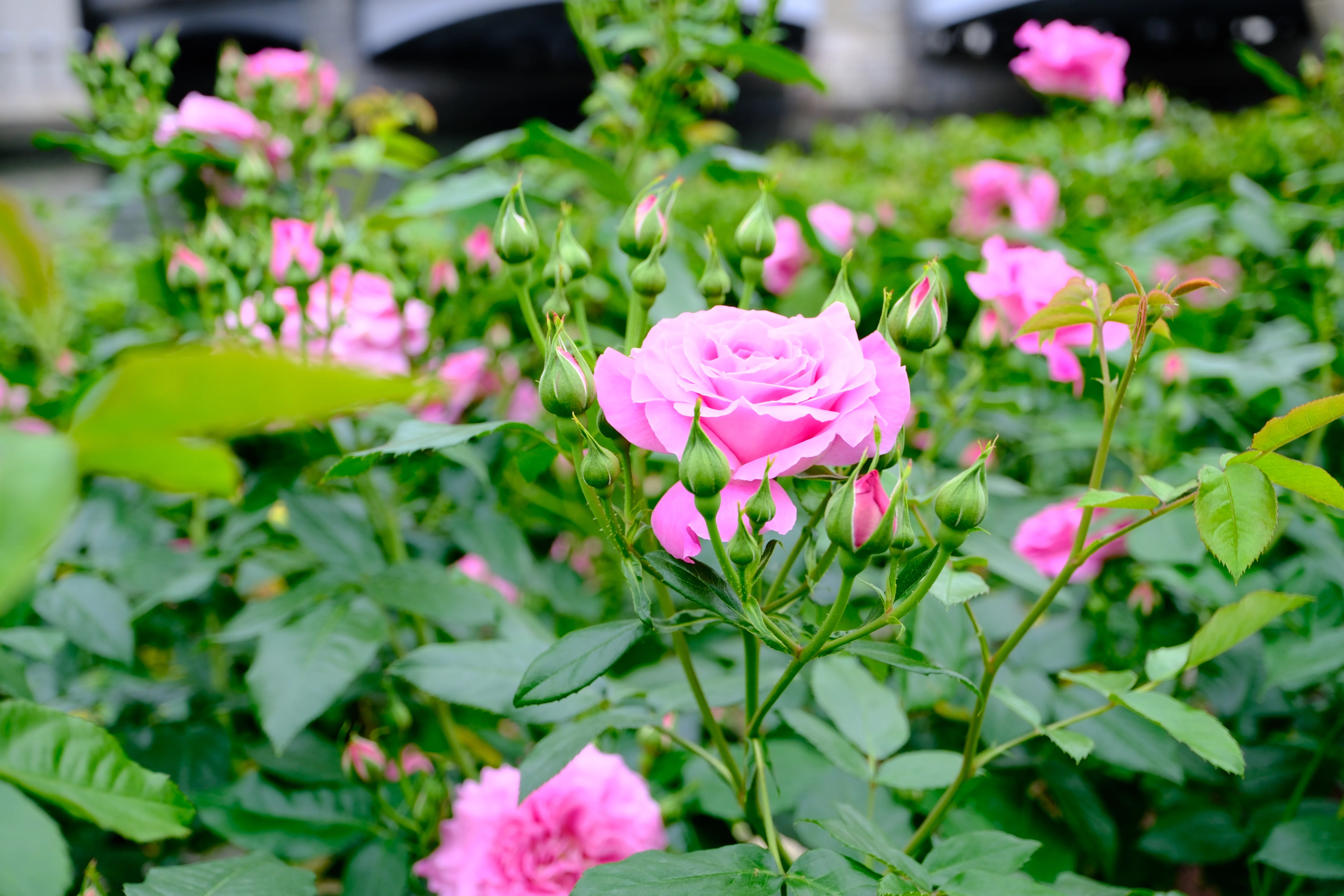 花　バラ 📷X-T30III × 🌹中之島バラ園 ｜ 🇭🇺セント・エリザベート・オブ