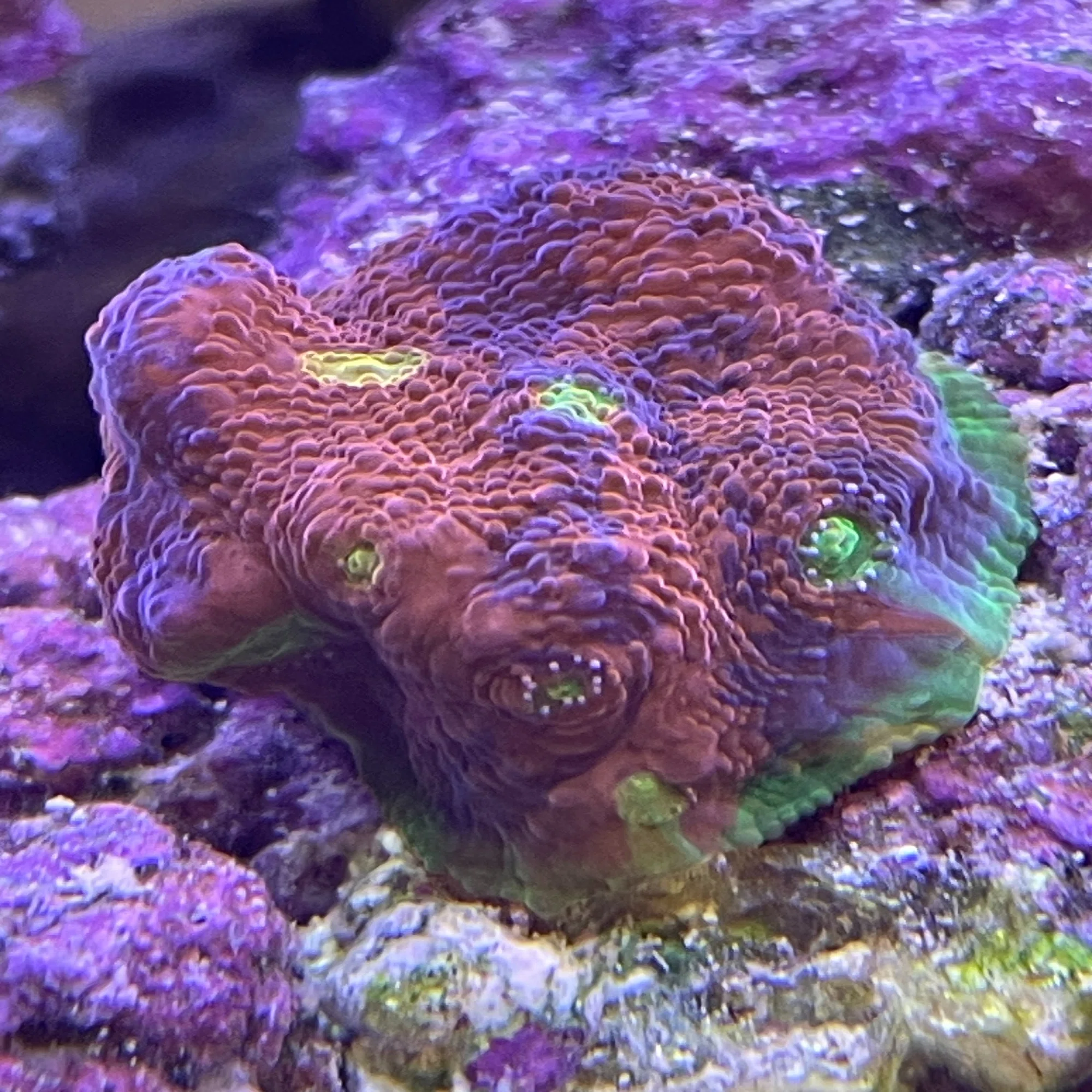 サンゴの分類【ソフトコーラル・LPS・SPS・陰日性の違い】｜st-aqua 