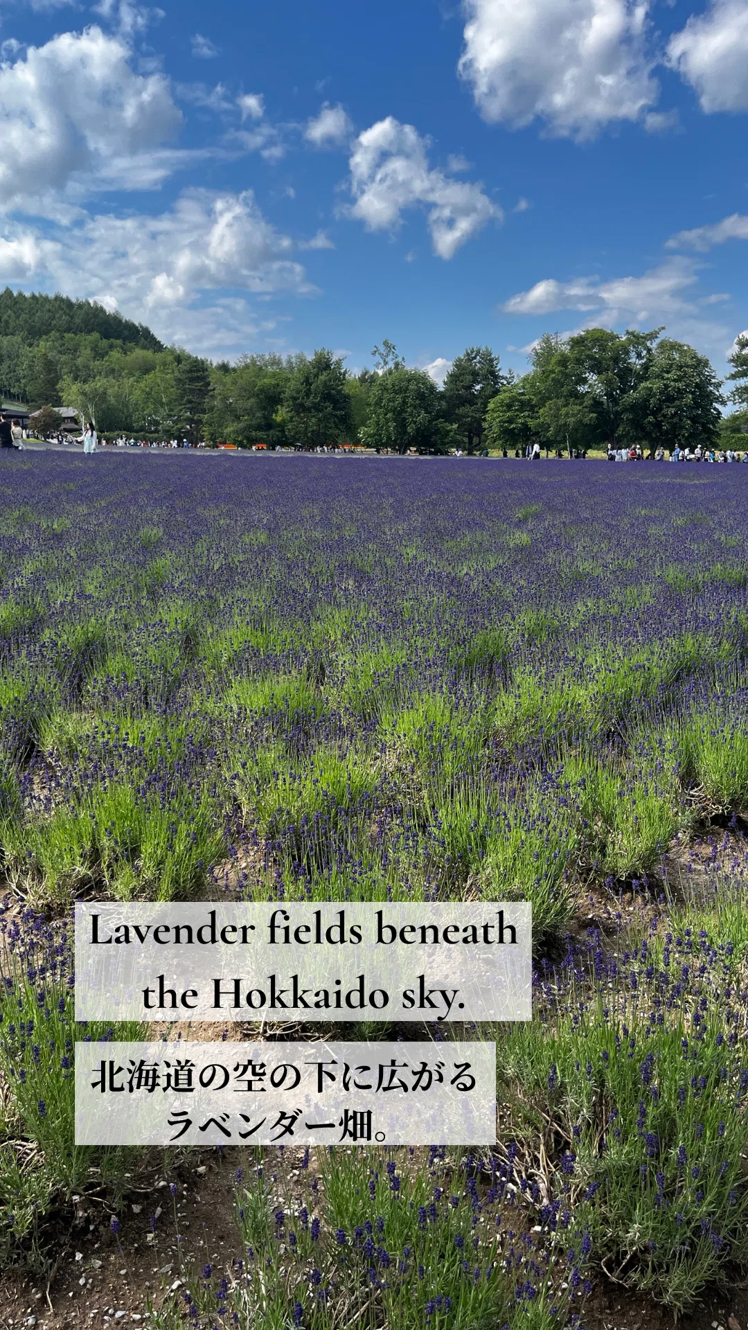 北海道・富良野旅行】ファーム富田のラベンダー畑を、書と墨絵の作品