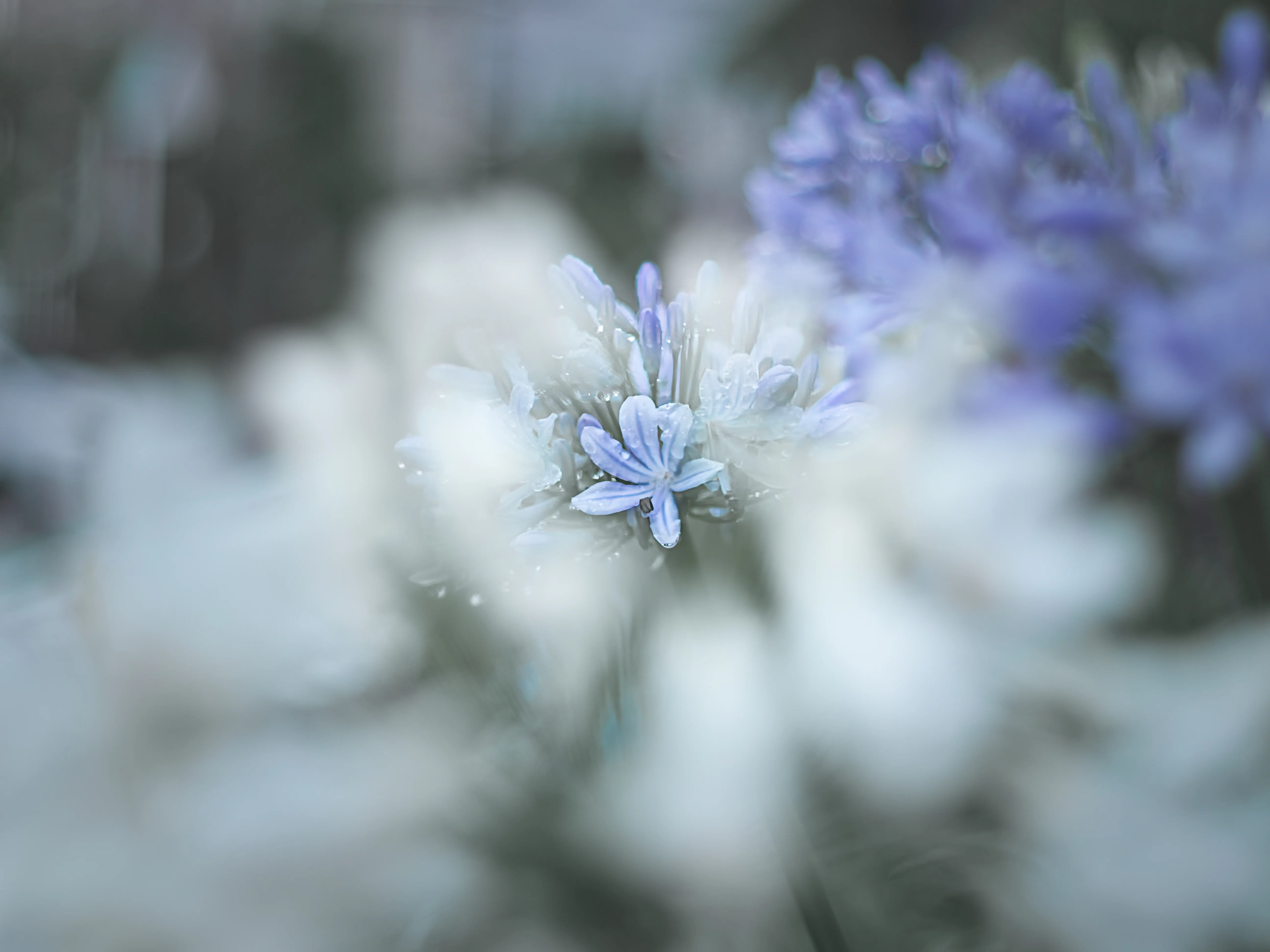 OM-1だから楽しめる。オールドレンズが花を優しく変える魔法｜om_fun