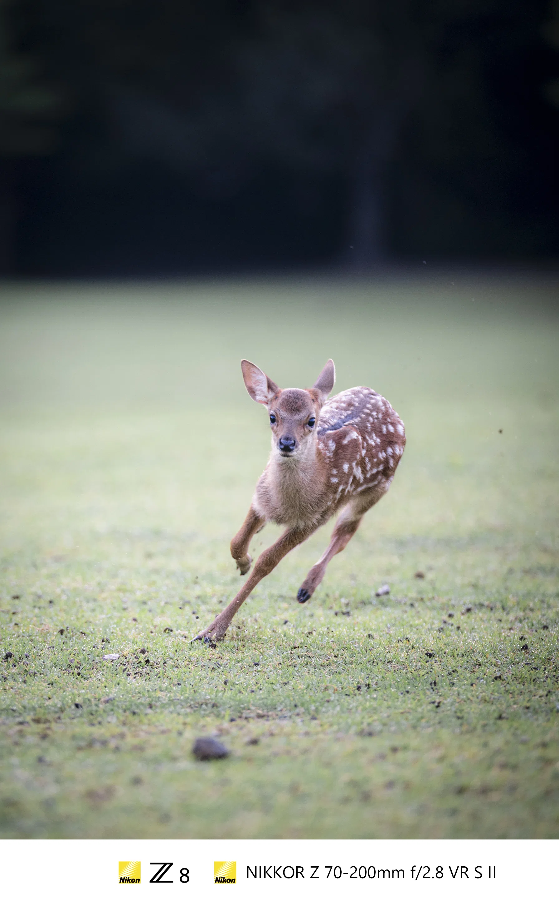 NIKKOR Z 70-200mm f/2.8 VR S Ⅱ感想｜𝓜𝟑