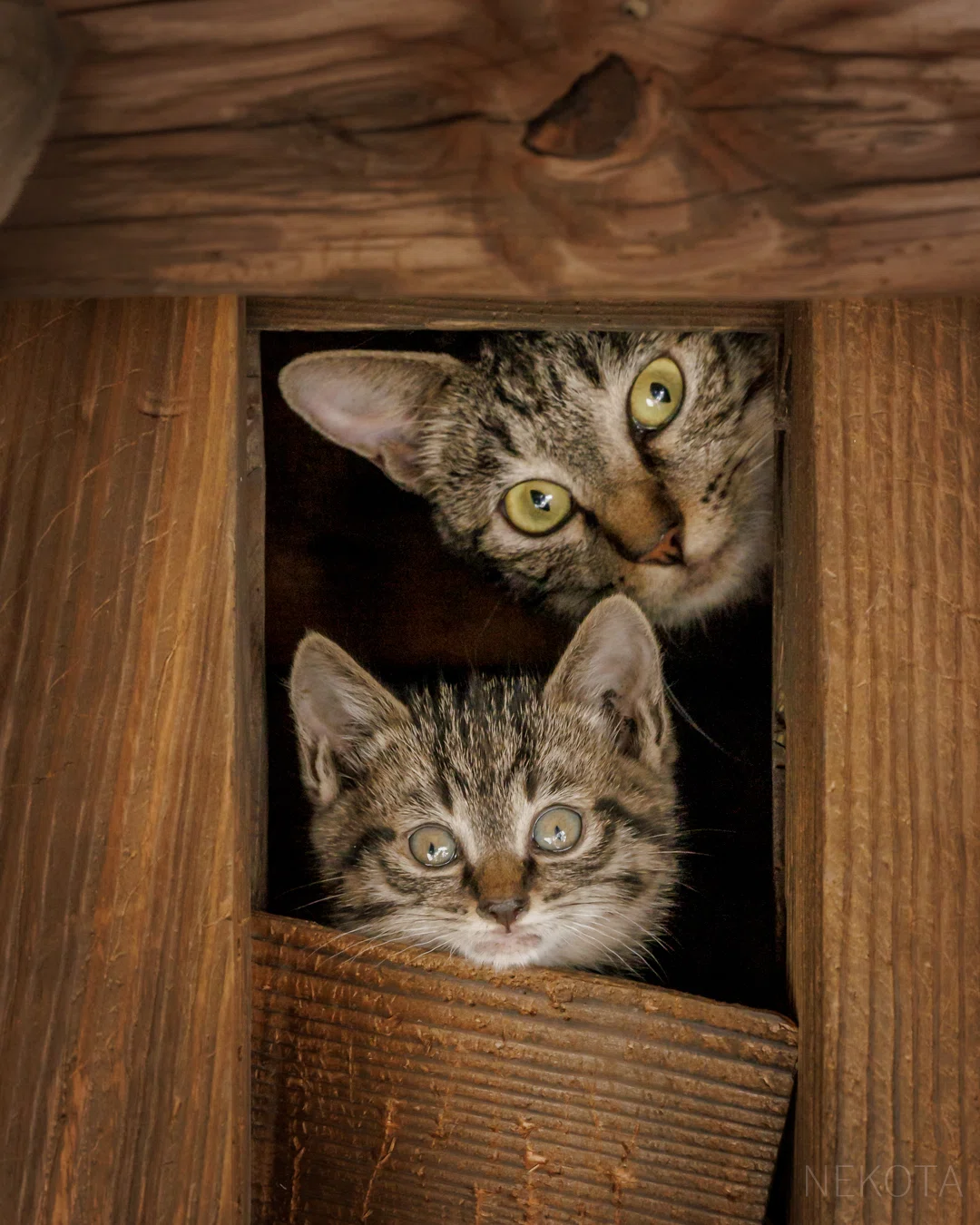 Small Parent and Child｜猫写真家 猫田晃広（Akihiro Nekota）