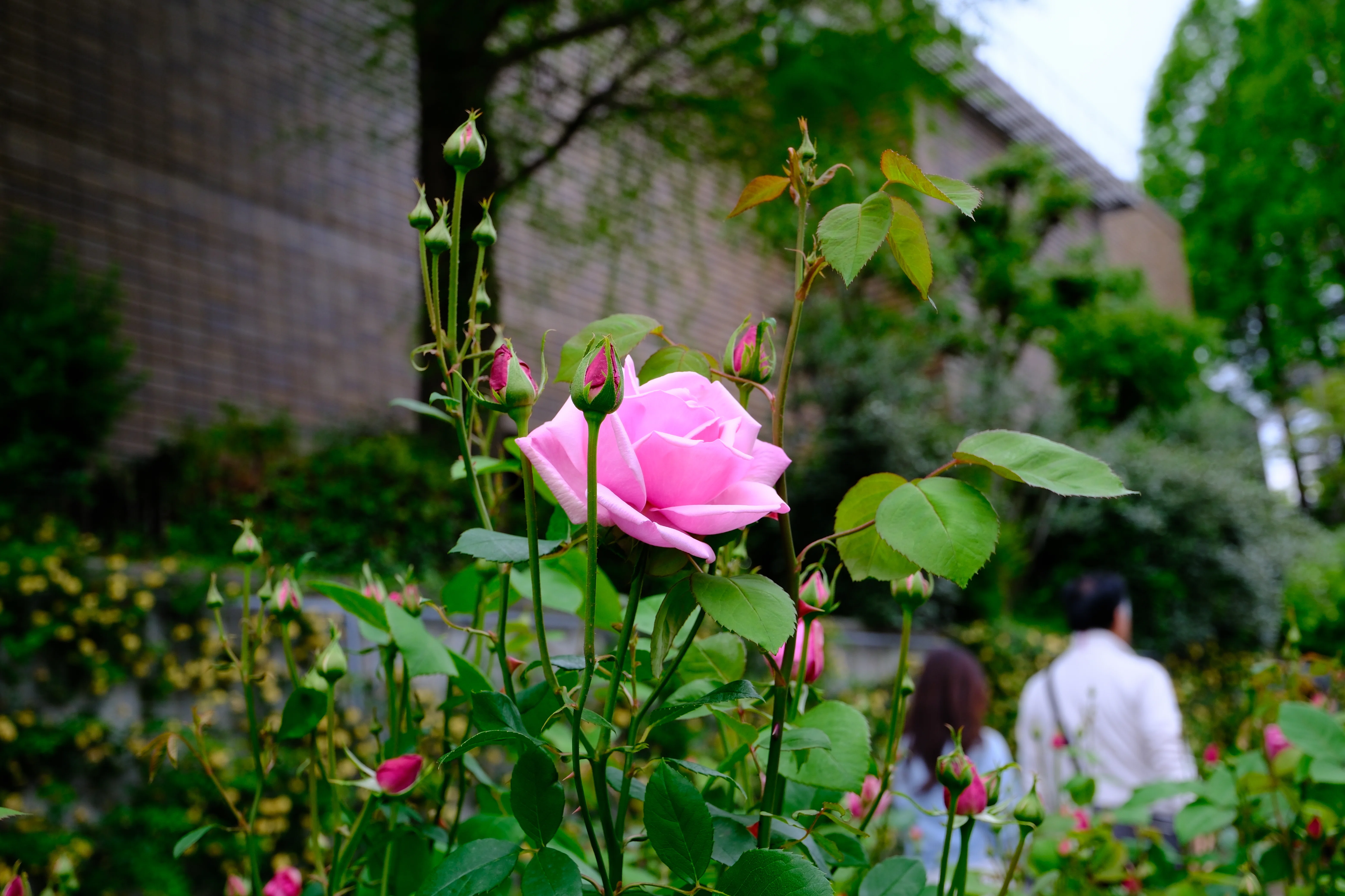 📷X-T30III × 🌹中之島バラ園 ｜ 🇫🇷ラ・フランス（La France）｜ぱぽ