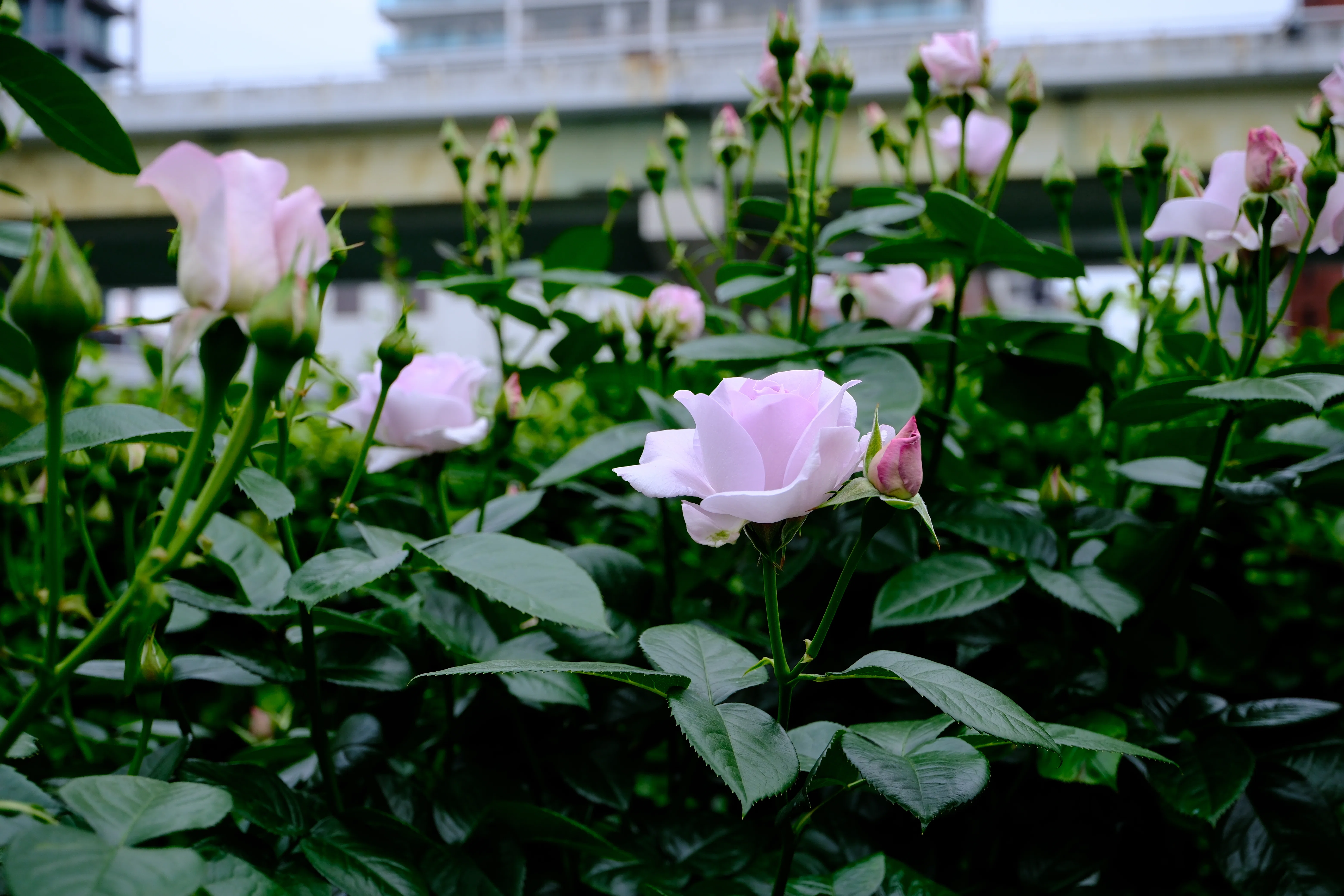 📷X-T30III × 🌹中之島バラ園 ｜ 🇩🇪ブルー・バユー（Blue Bajou