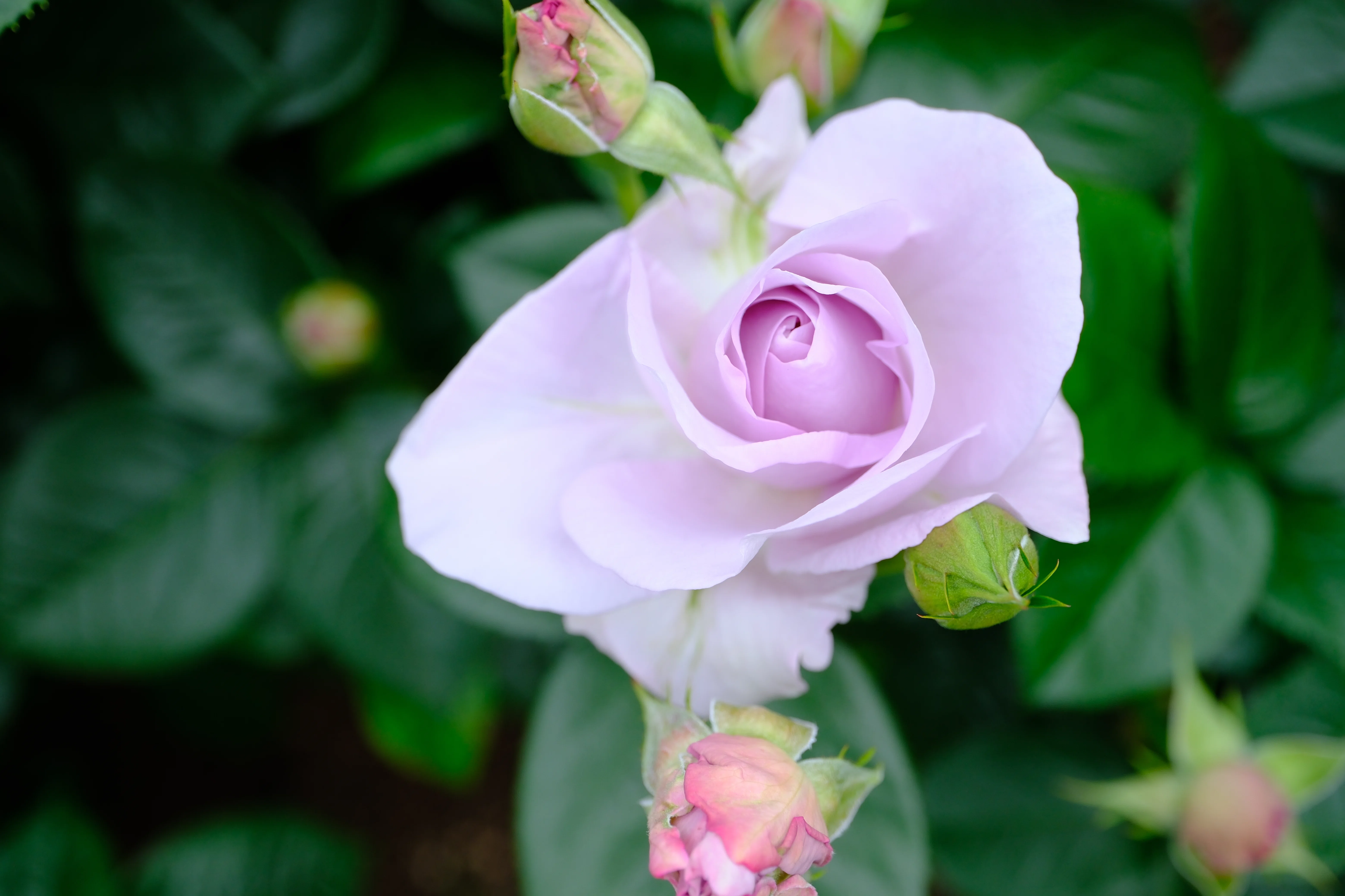 📷X-T30III × 🌹中之島バラ園 ｜ 🇩🇪ブルー・バユー（Blue Bajou