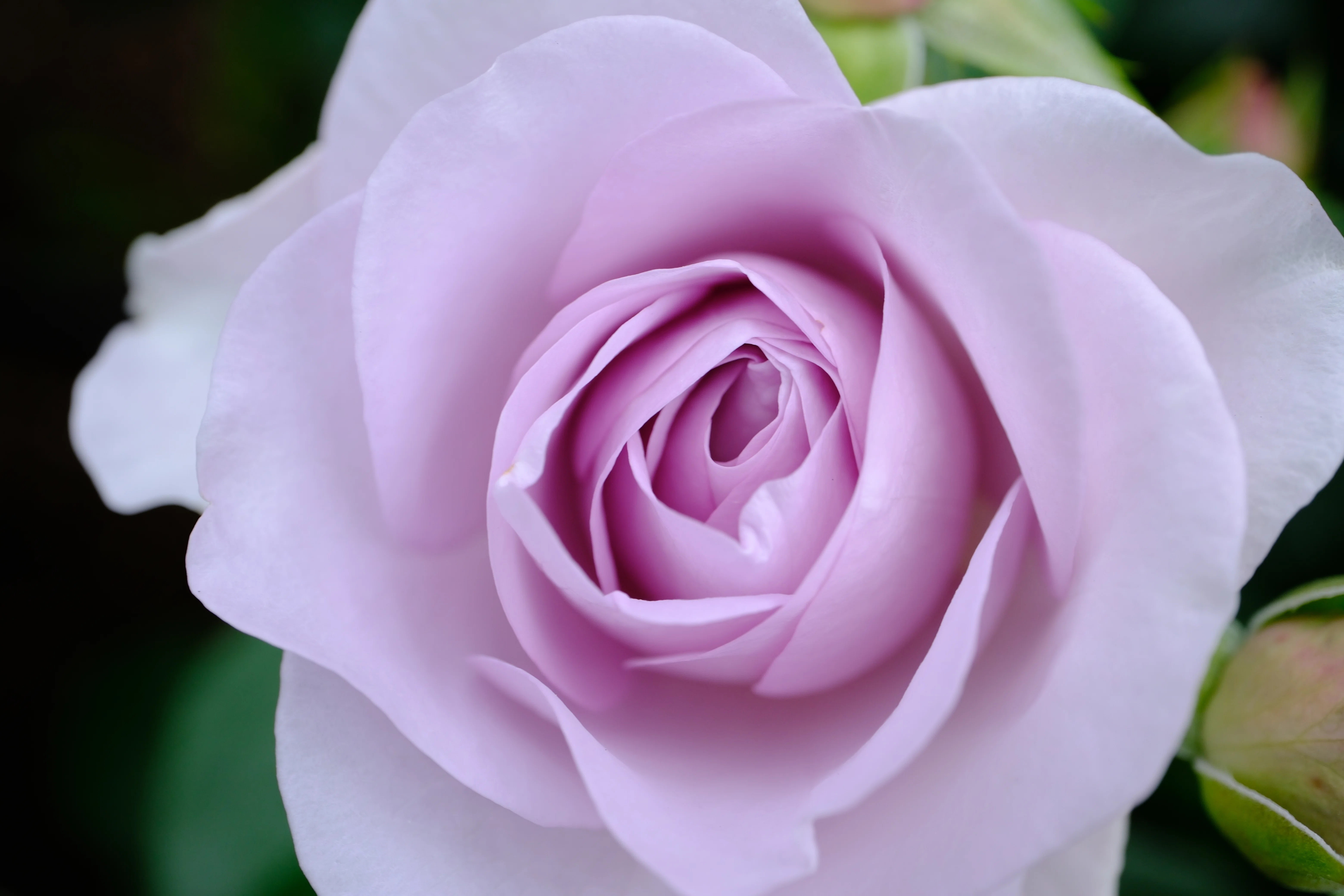 薔薇は 📷X-T30III × 🌹Nakanoshima Rose Garden | 🇩🇪Blue Bajou｜ぱぽ