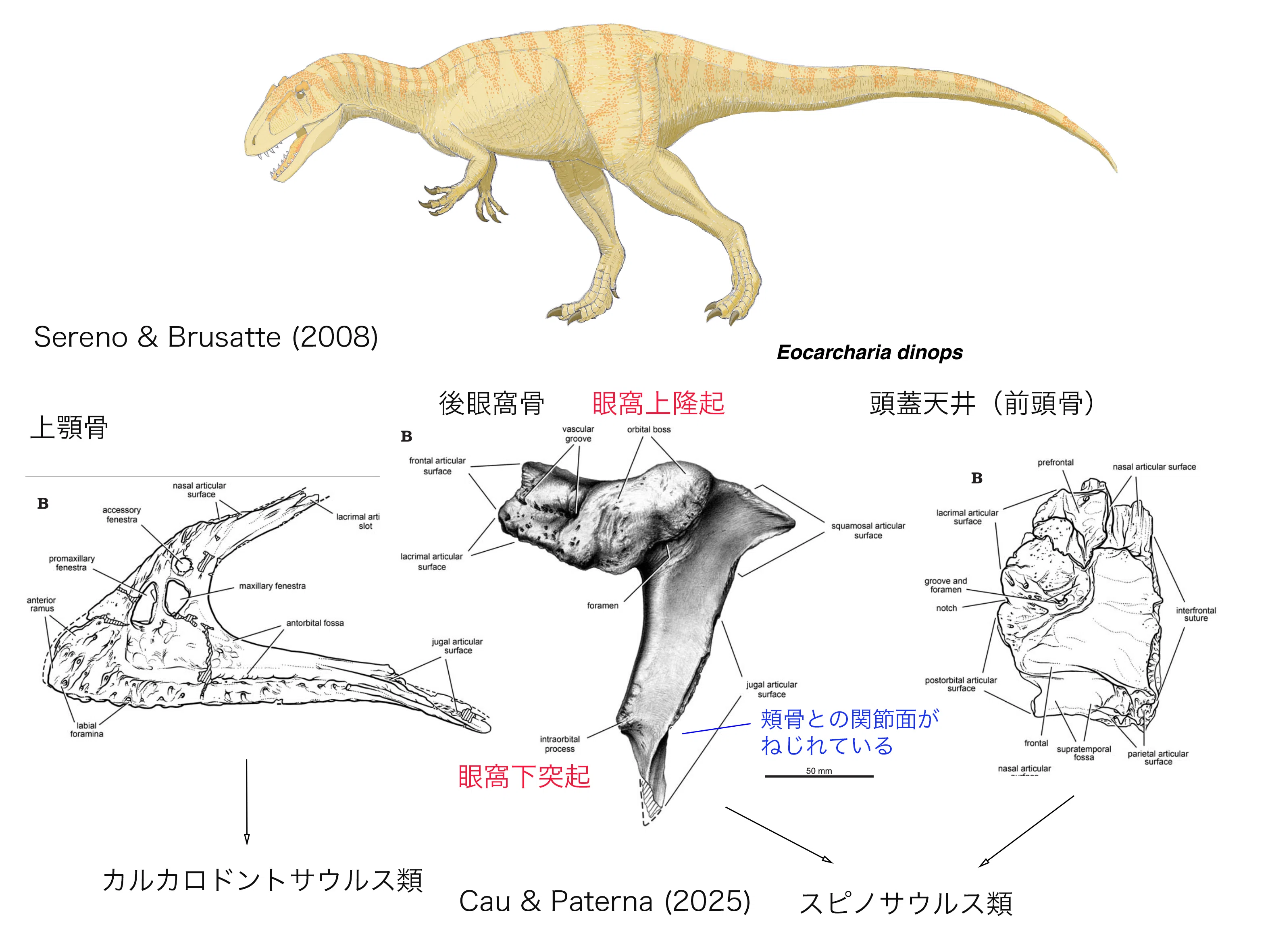 エオカルカリアはなぜスピノサウルス類になったのか｜theropodさん