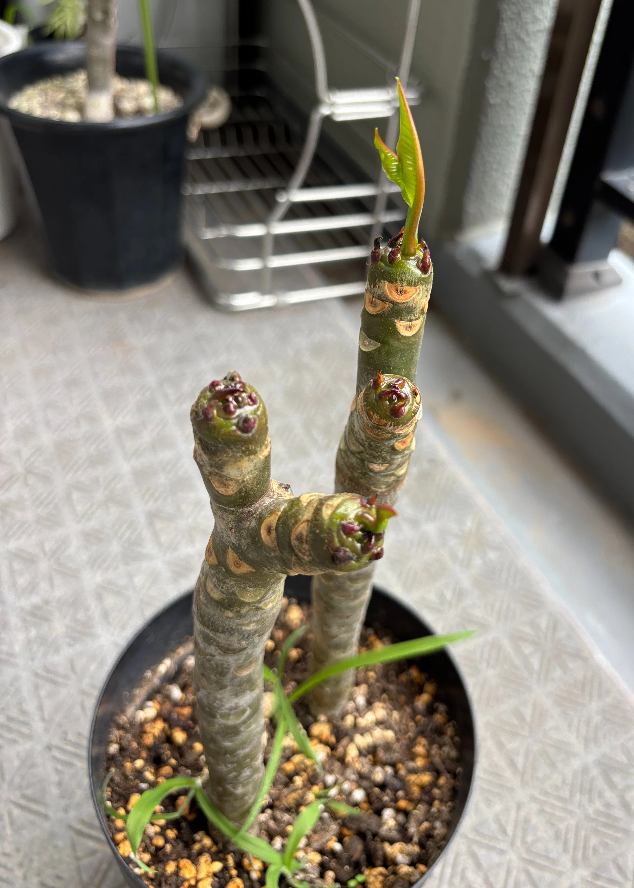 プルメリア 挿し木用枝 観葉植物 観葉植物 プルメリア 挿し木用枝 観葉植物