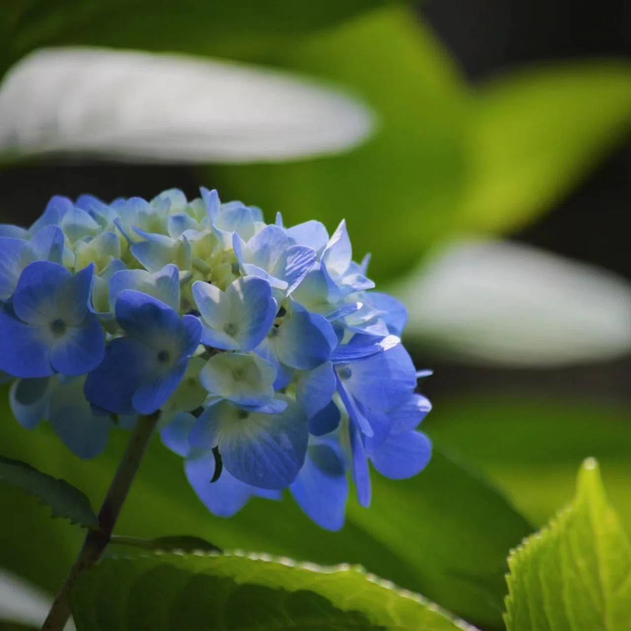 写真日記】今年の紫陽花をまだ撮れていない。｜はすを