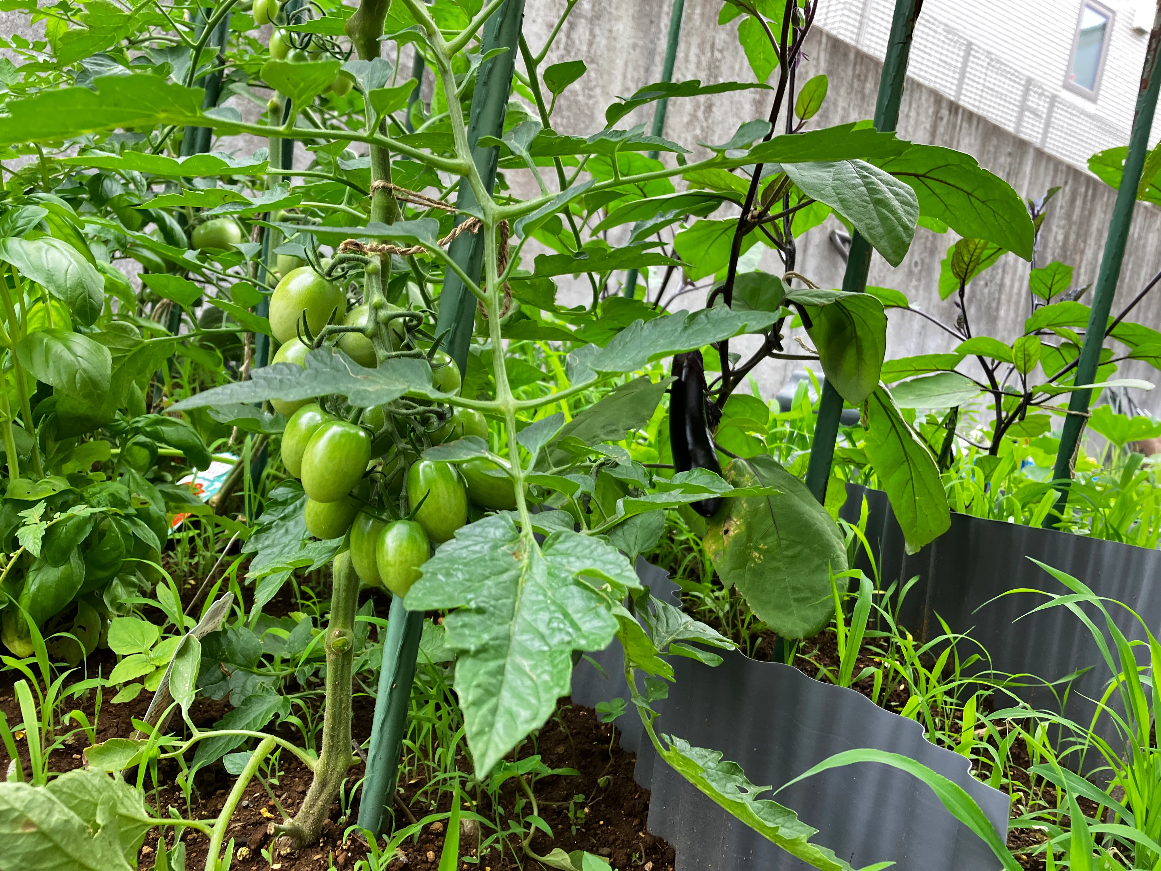 育てる楽しさ、食べる楽しさ。わが家の家庭菜園2026｜juno