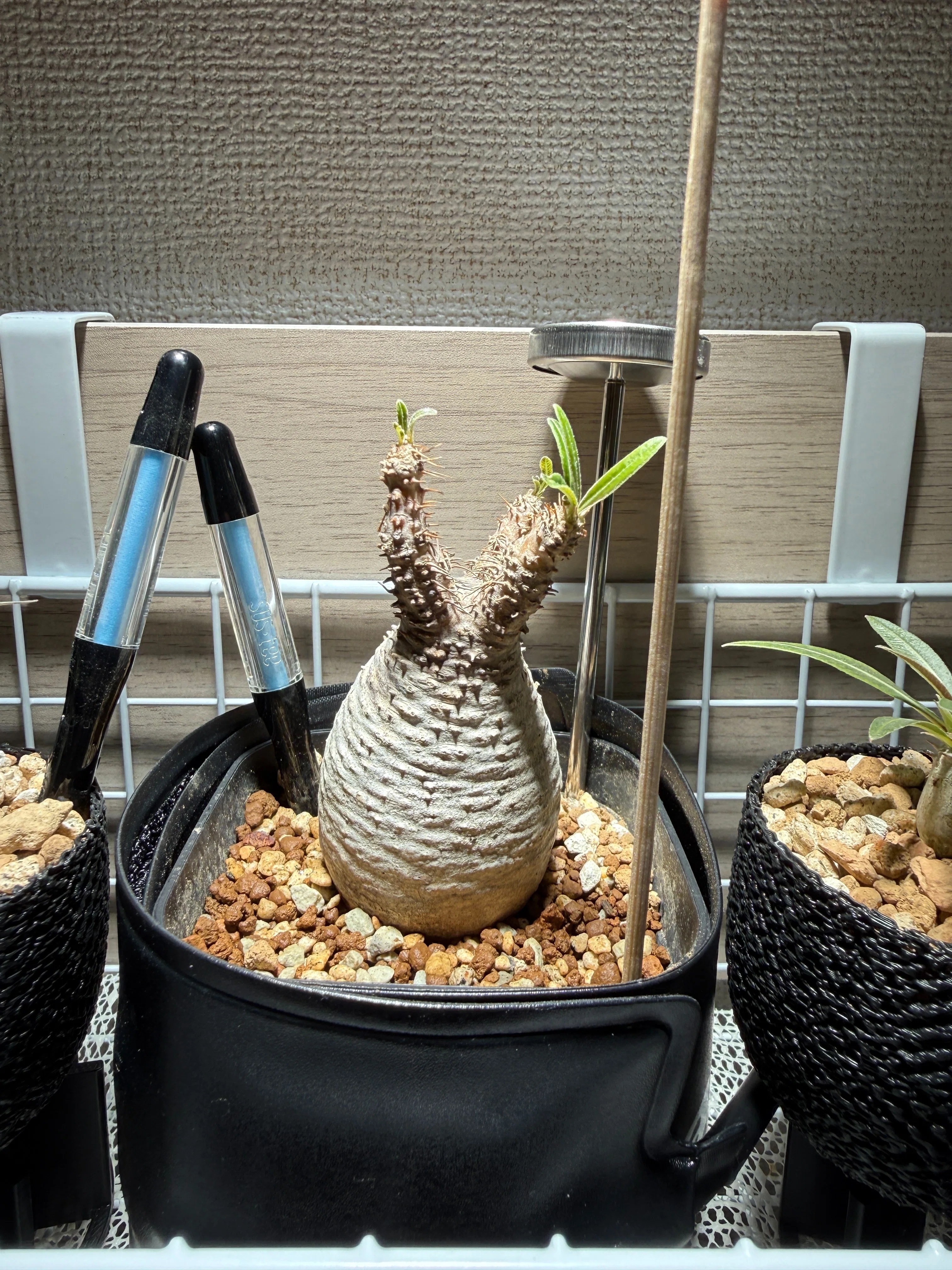 土から水苔へ！グラキリスの発根管理①｜TN