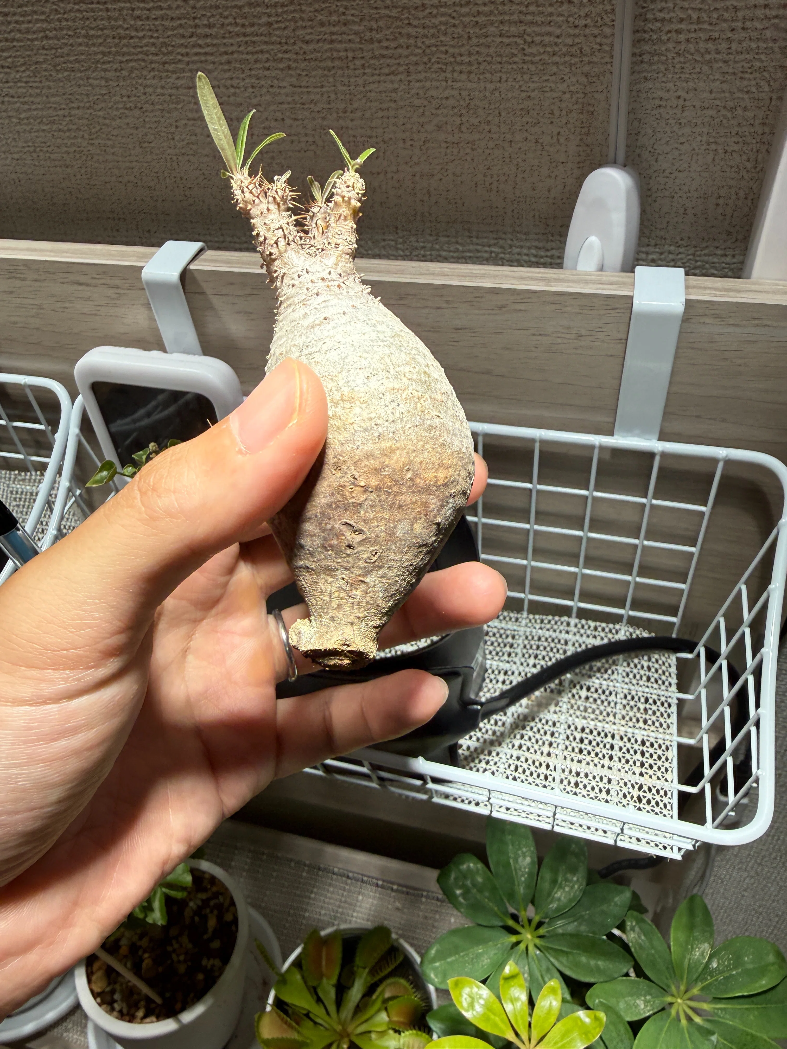 土から水苔へ！グラキリスの発根管理①｜TN