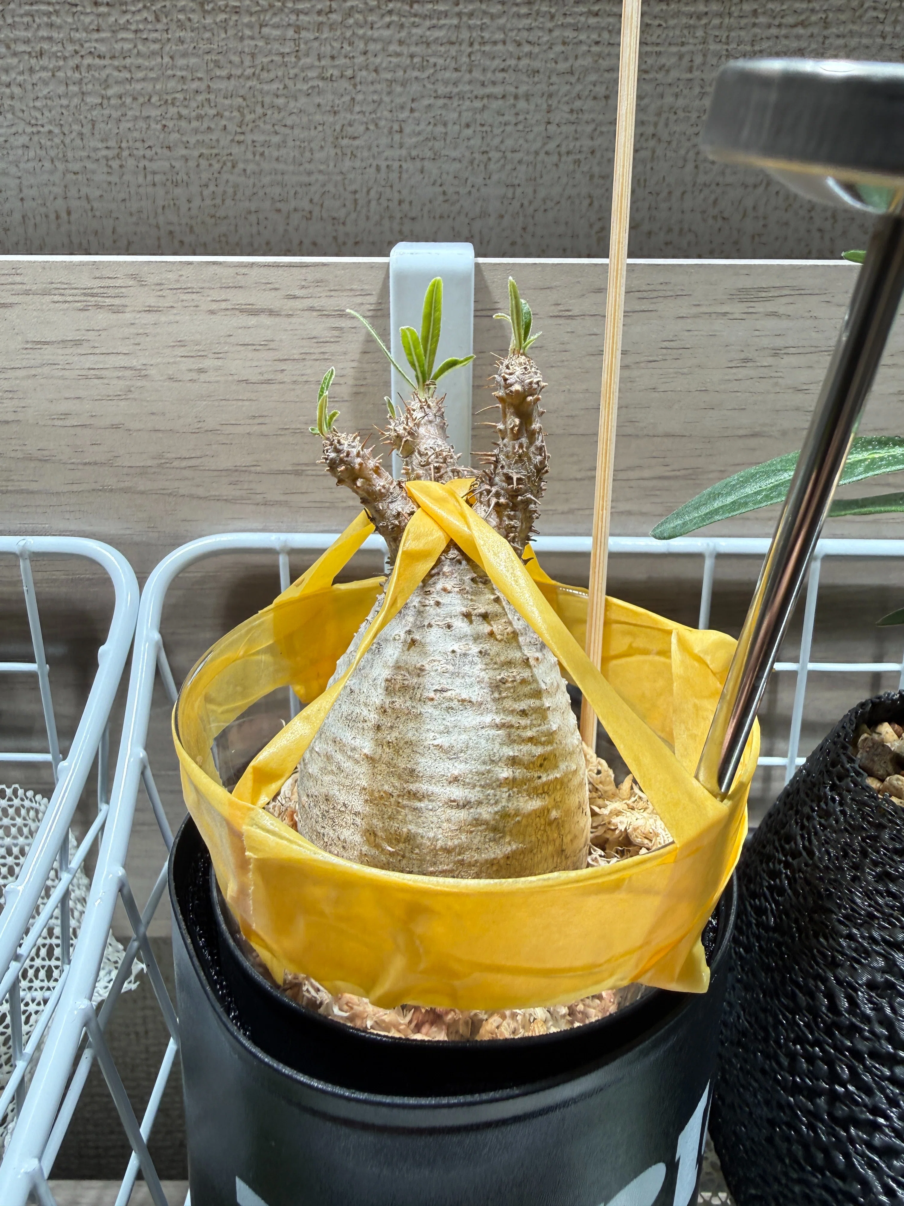 土から水苔へ！グラキリスの発根管理①｜TN