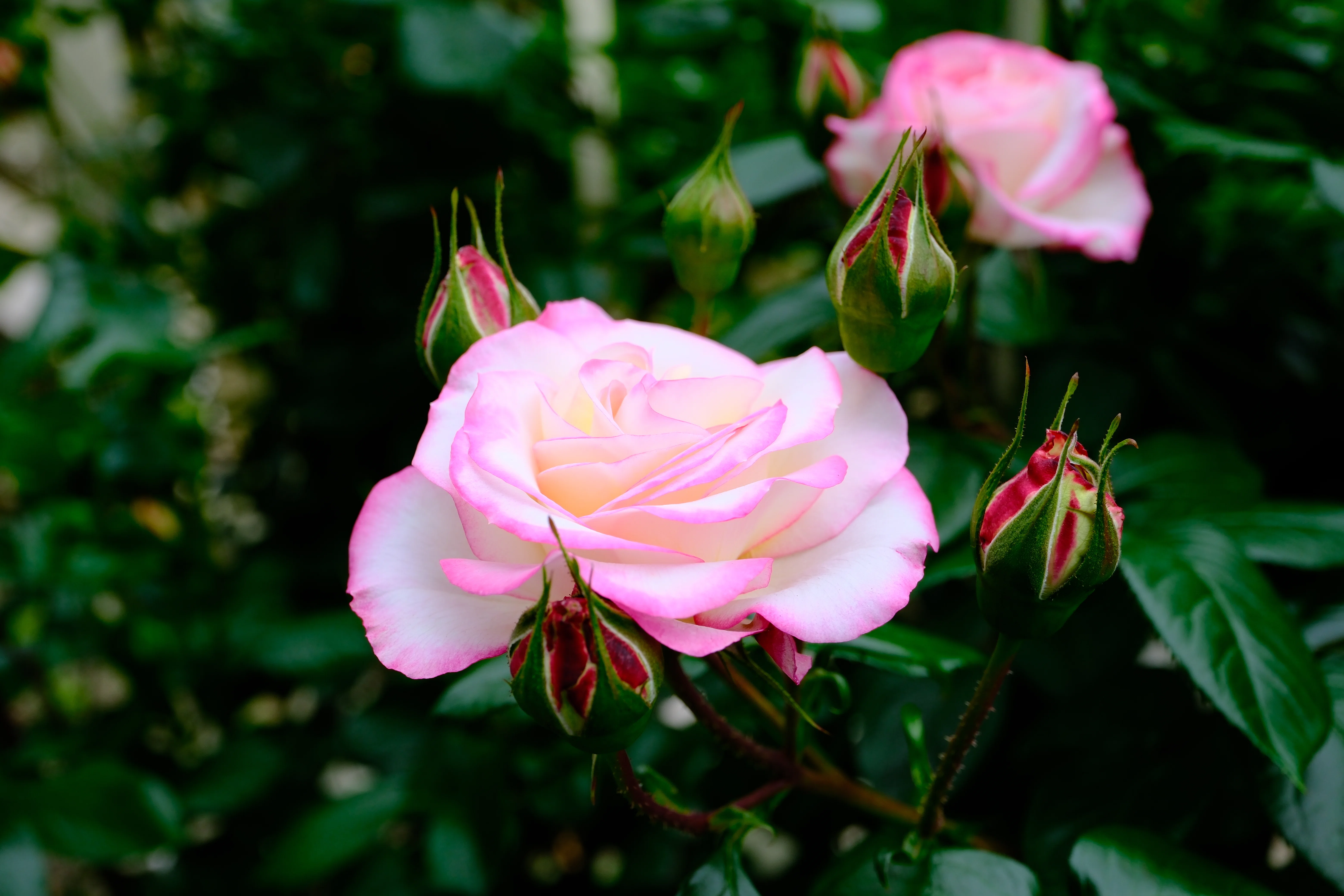 📷X-T30III × 🌹Nakanoshima Rose Garden | 🇯🇵Cl. Minuette｜ぱぽ
