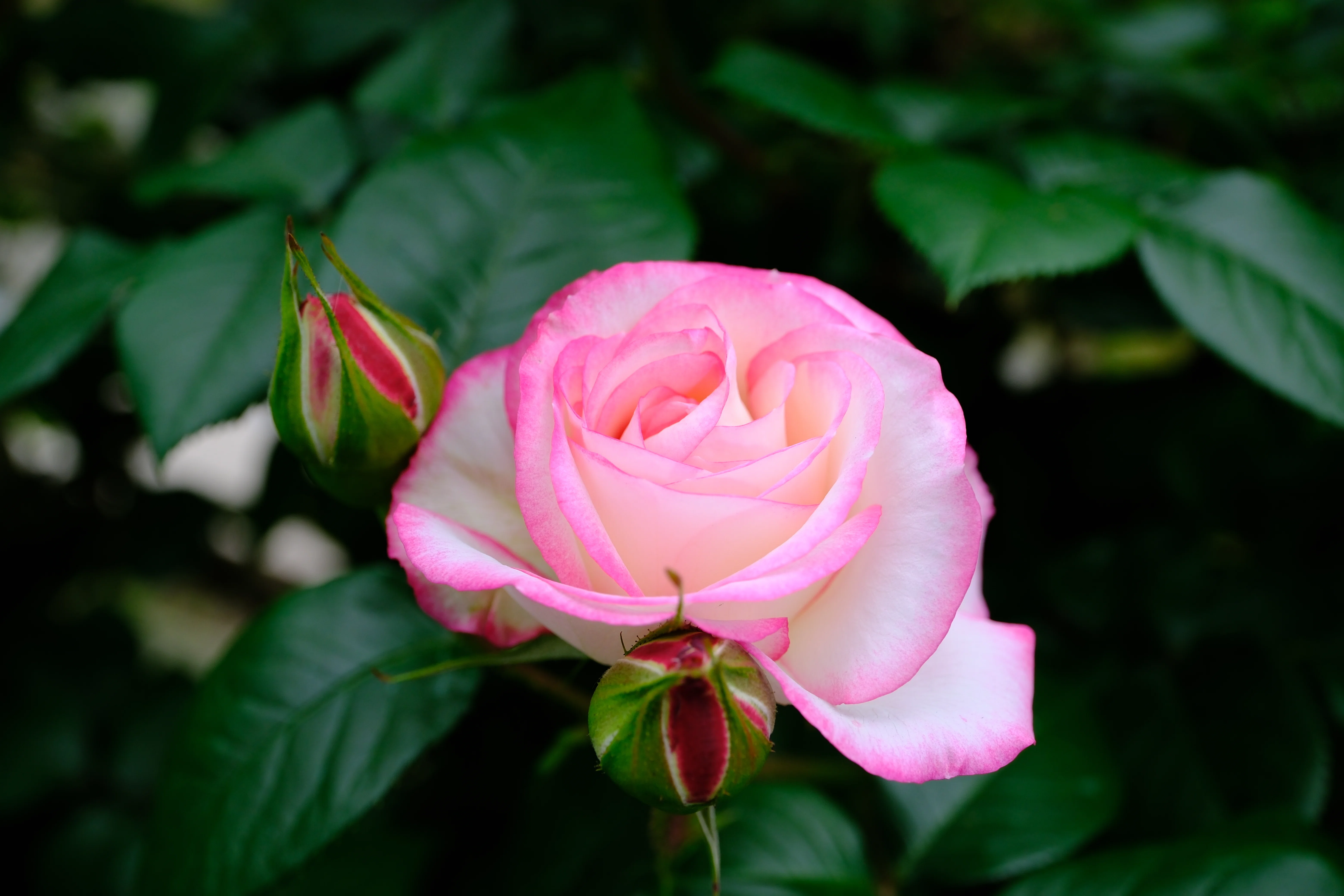 📷X-T30III × 🌹Nakanoshima Rose Garden | 🇯🇵Cl. Minuette｜ぱぽ