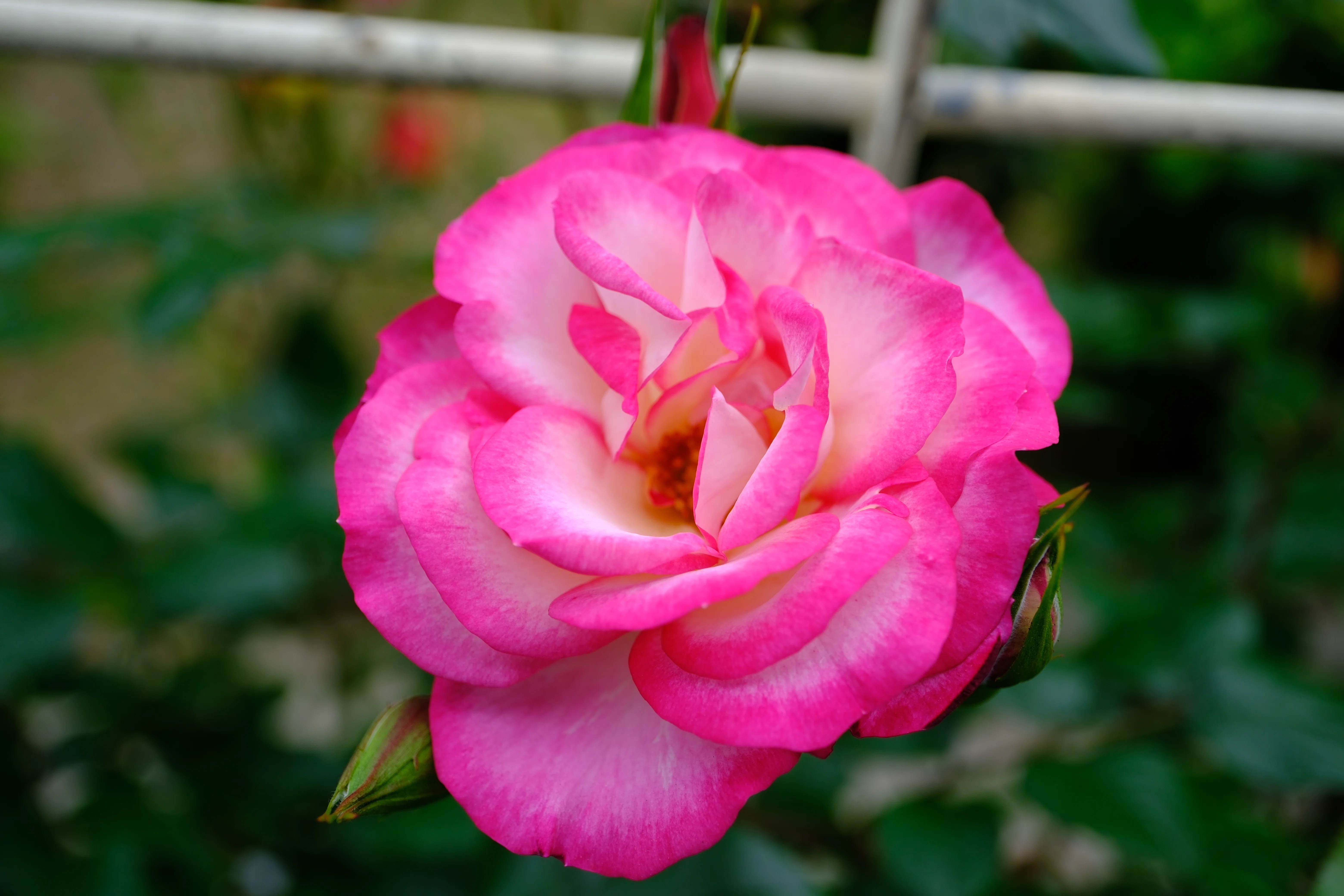 📷X-T30III × 🌹Nakanoshima Rose Garden | 🇯🇵Cl. Minuette｜ぱぽ
