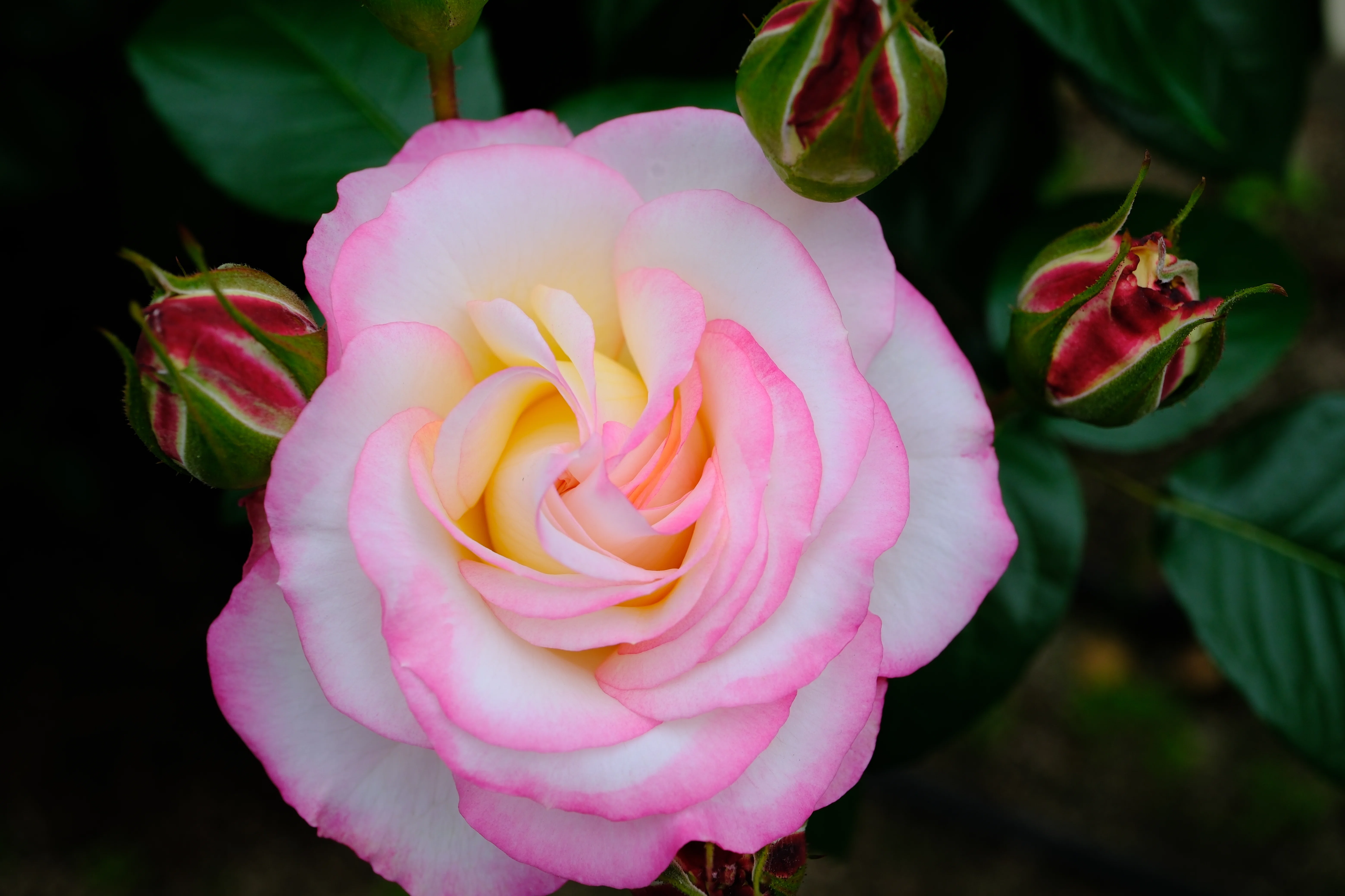 Mayumiさま　バラ 📷X-T30III × 🌹Nakanoshima Rose Garden | 🇯🇵Cl. Minuette｜ぱぽ