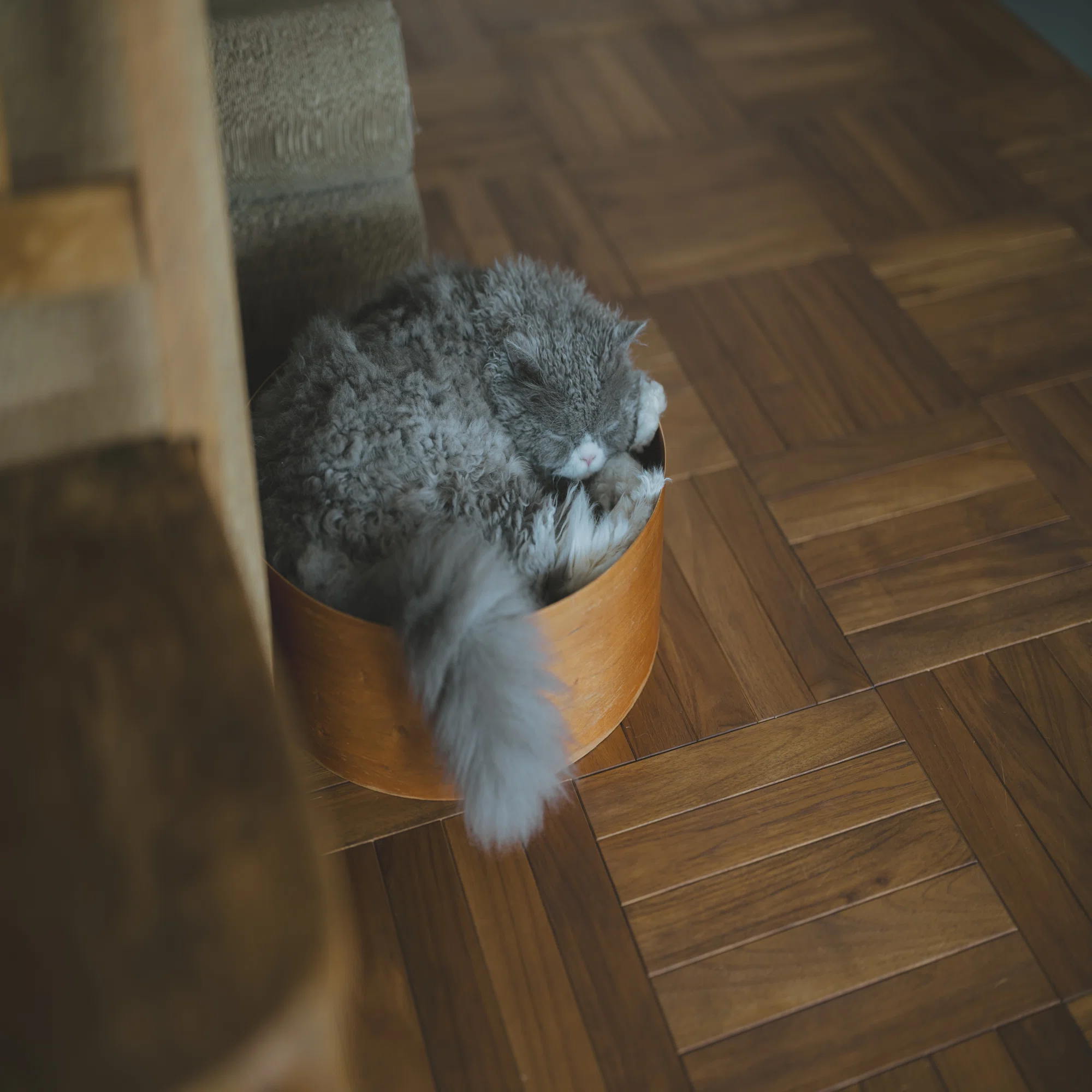 暮らしに溶け込む「猫のためのベッド」｜住まいと暮らし図鑑 byつぼとる