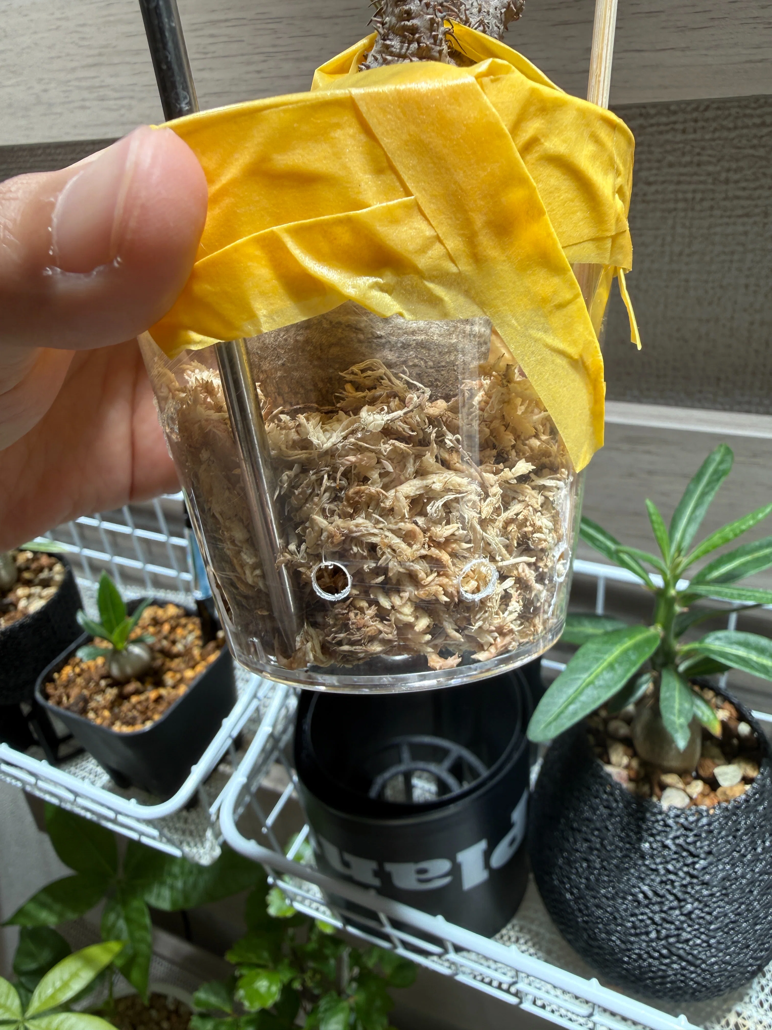 土から水苔へ！グラキリスの発根管理①｜TN
