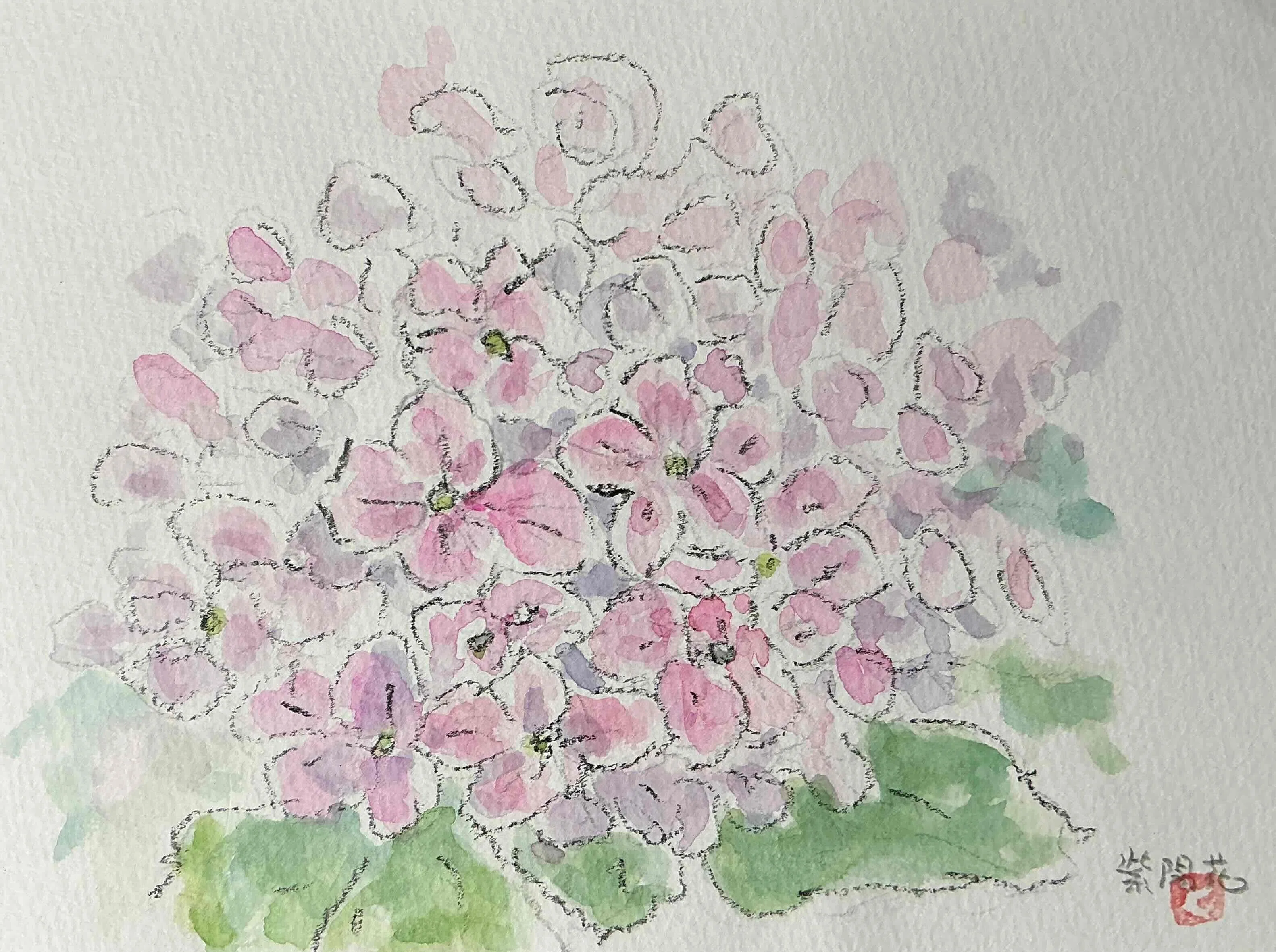 紫陽花」いろいろ描いてみた｜水彩スケッチ帖