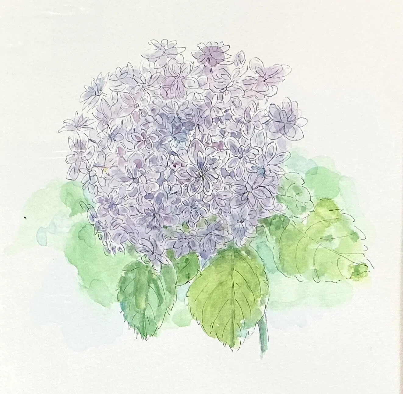 紫陽花」いろいろ描いてみた｜水彩スケッチ帖