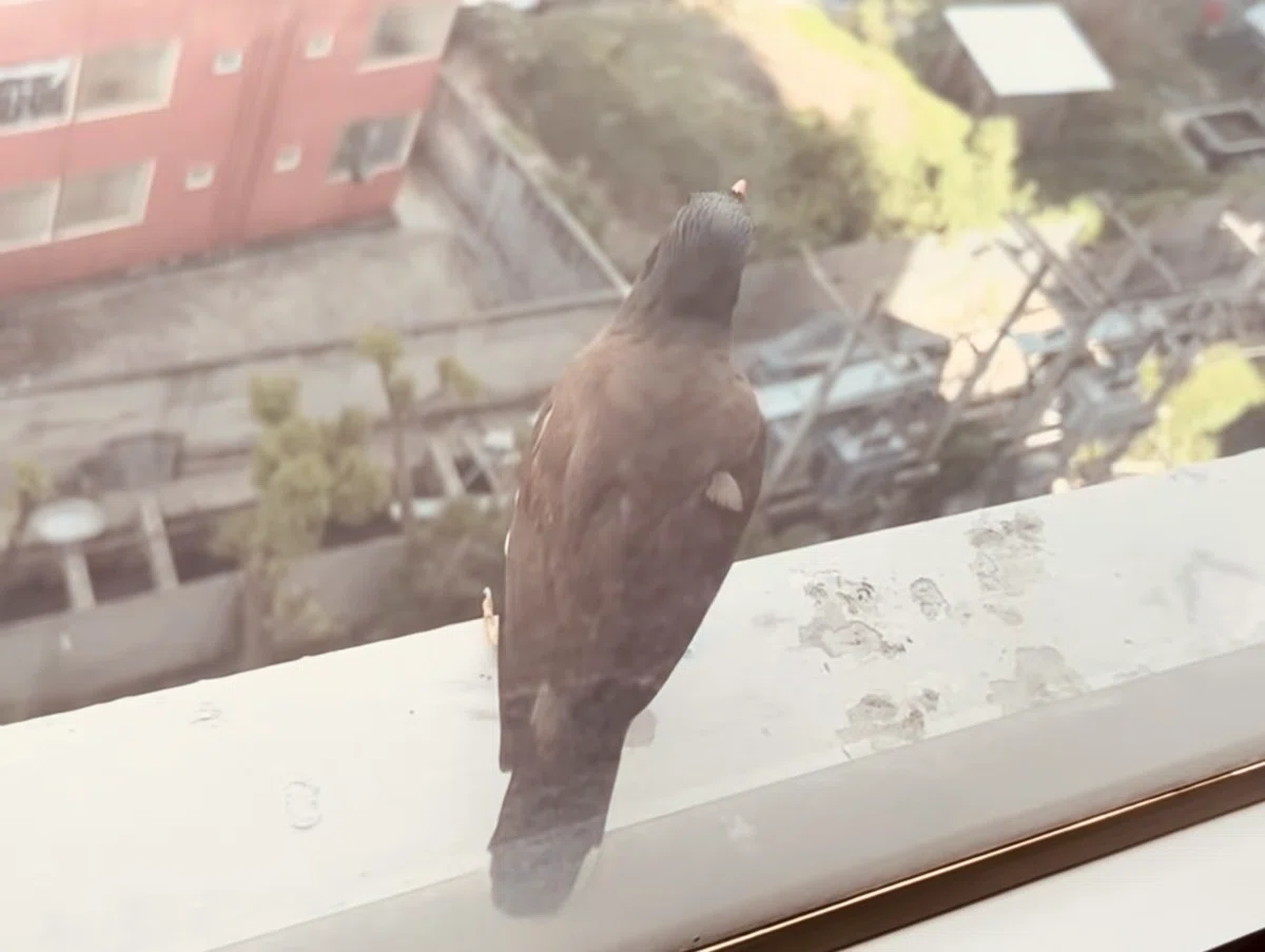 窓に止まった鳥