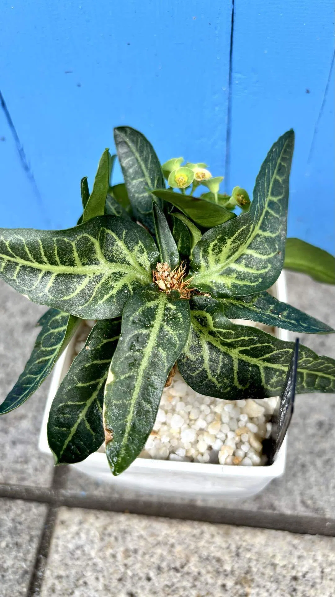 森*様 ユーフォルビア フランコイシー ハイブリッド Euphorbia