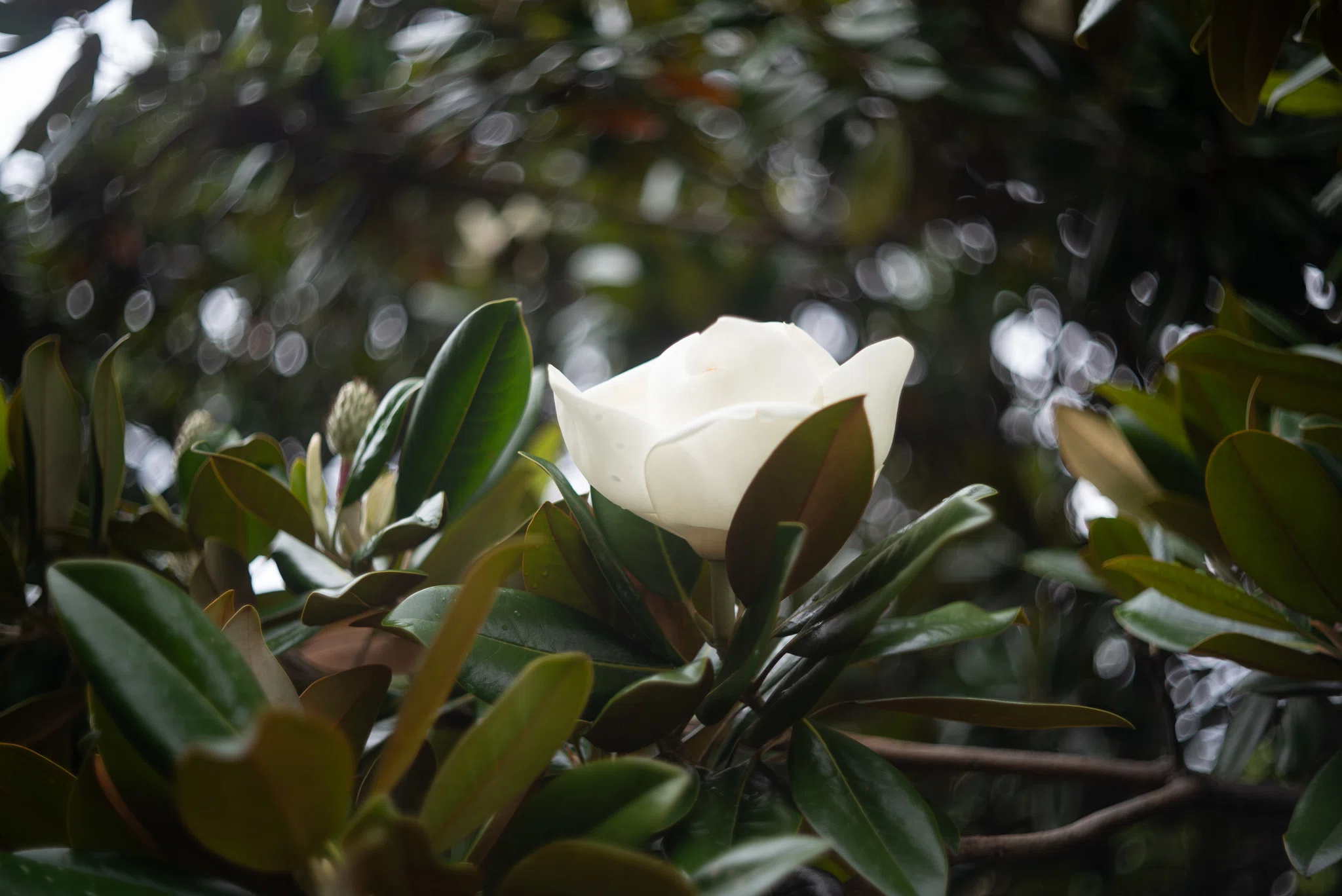 日比谷公園散歩｜花めぐり｜ポンチェク
