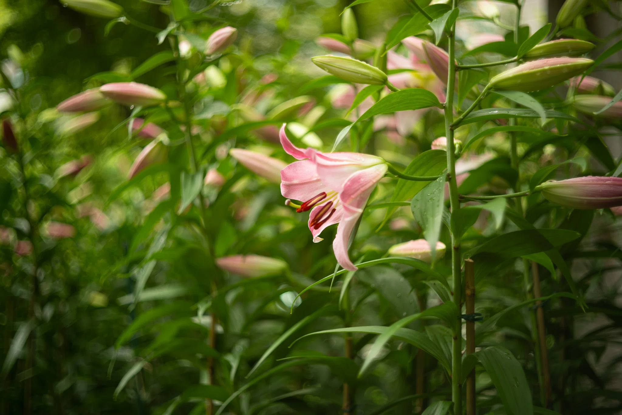 日比谷公園散歩｜花めぐり｜ポンチェク