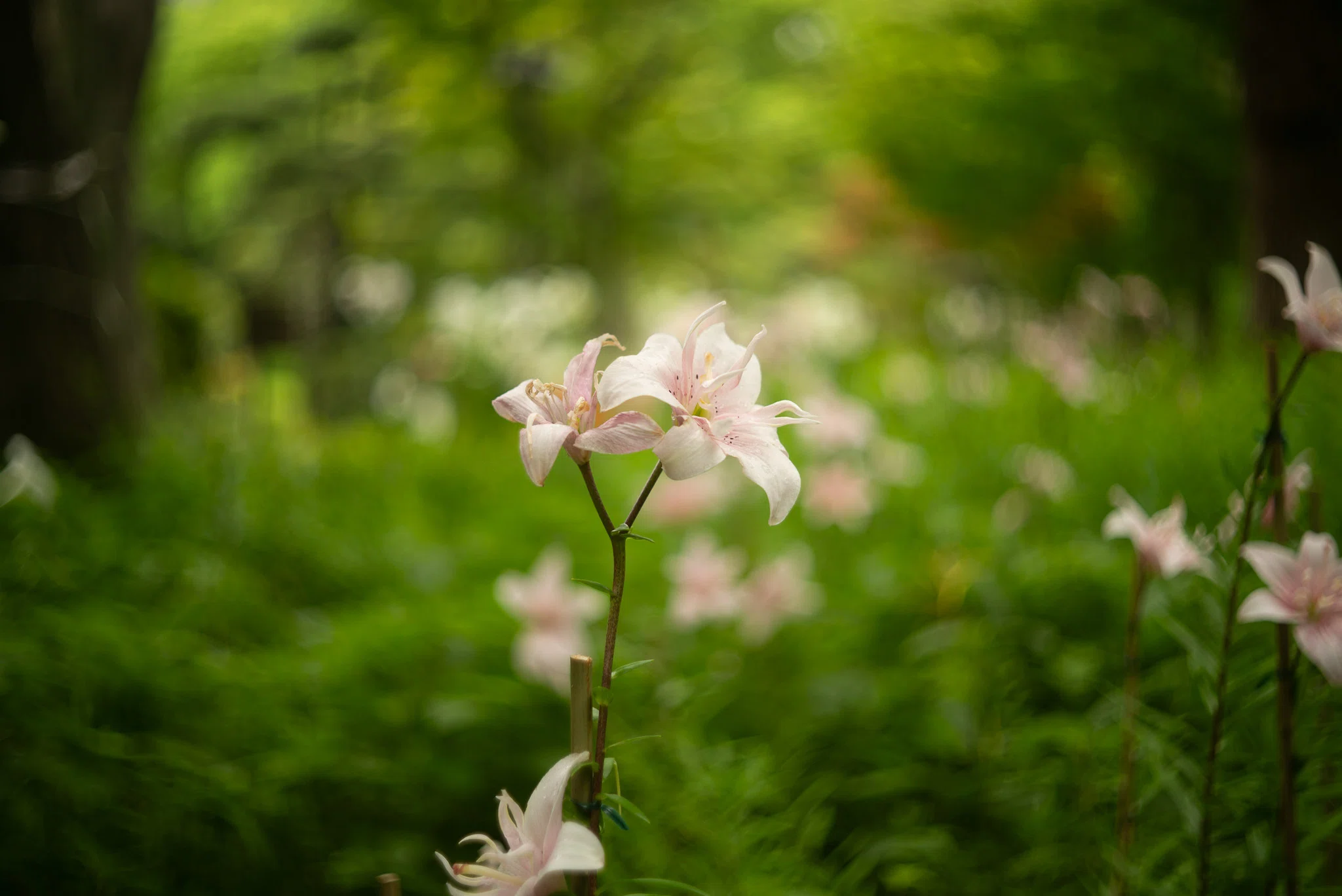 日比谷公園散歩｜花めぐり｜ポンチェク