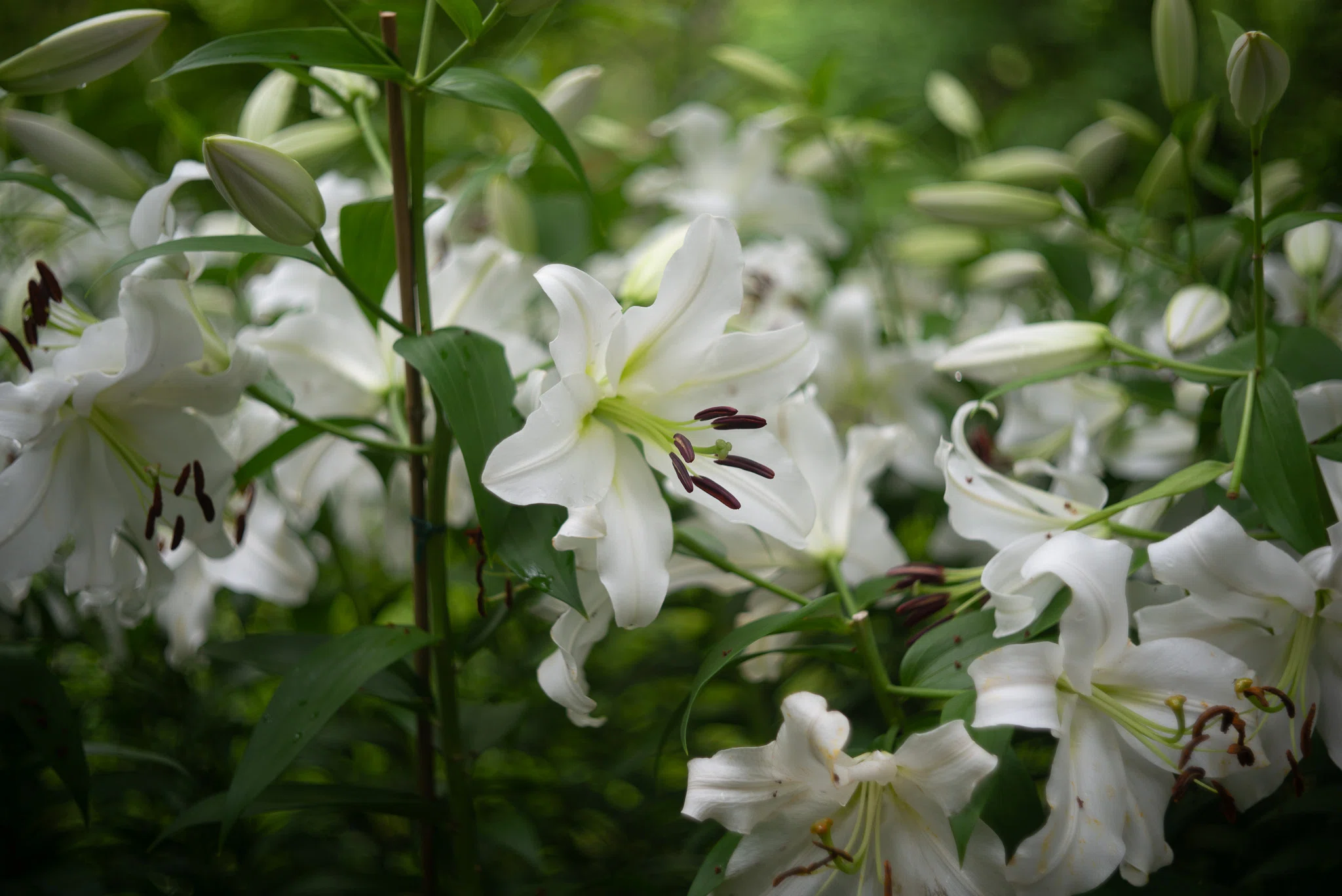日比谷公園散歩｜花めぐり｜ポンチェク