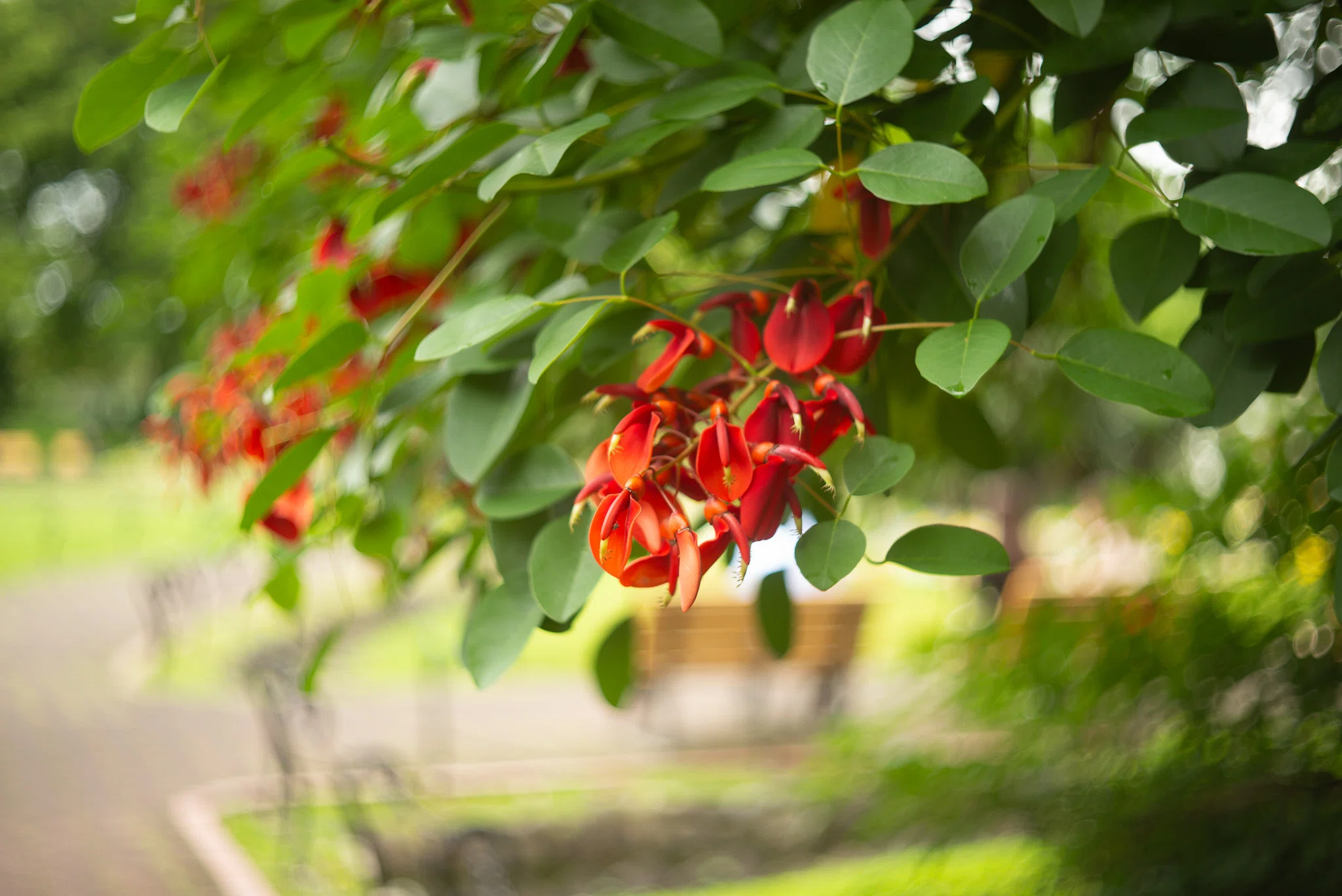 日比谷公園散歩｜花めぐり｜ポンチェク