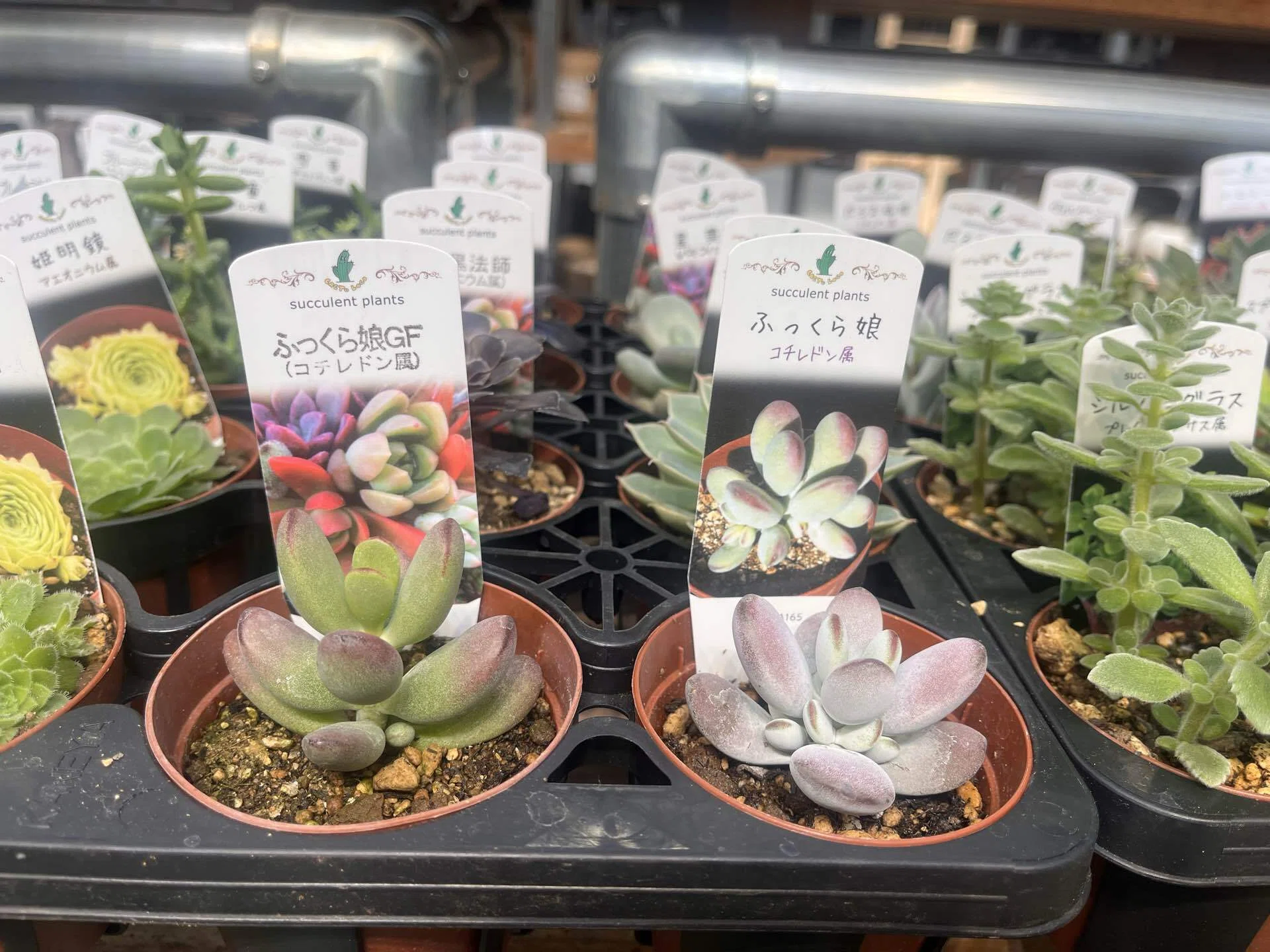 TNK48総選挙開催｜多肉植物の名前が厨二病すぎる！第八話｜マイキー🐣