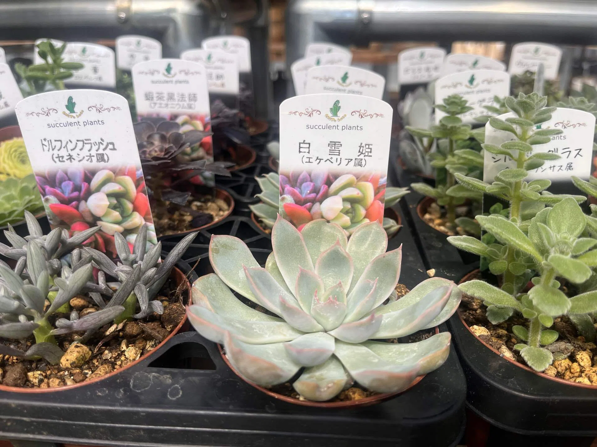 Top【選抜株】多肉植物　8021万華鏡マンゲキョウ　10個　鉢無し/脱土 TNK48総選挙開催｜多肉植物の名前が厨二病すぎる！第八話｜マイキー🐣
