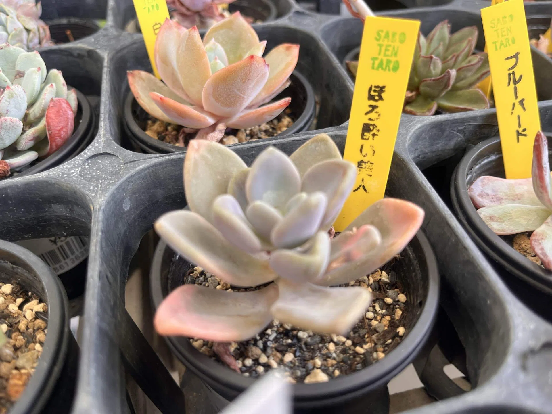TNK48総選挙開催｜多肉植物の名前が厨二病すぎる！第八話｜マイキー🐣