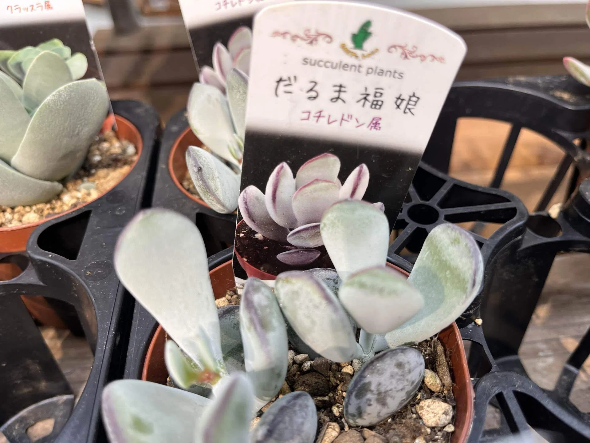 TNK48総選挙開催｜多肉植物の名前が厨二病すぎる！第八話｜マイキー🐣