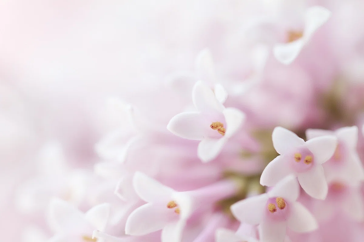 小さな淡いピンクの花が寄り添い合って咲いている写真
