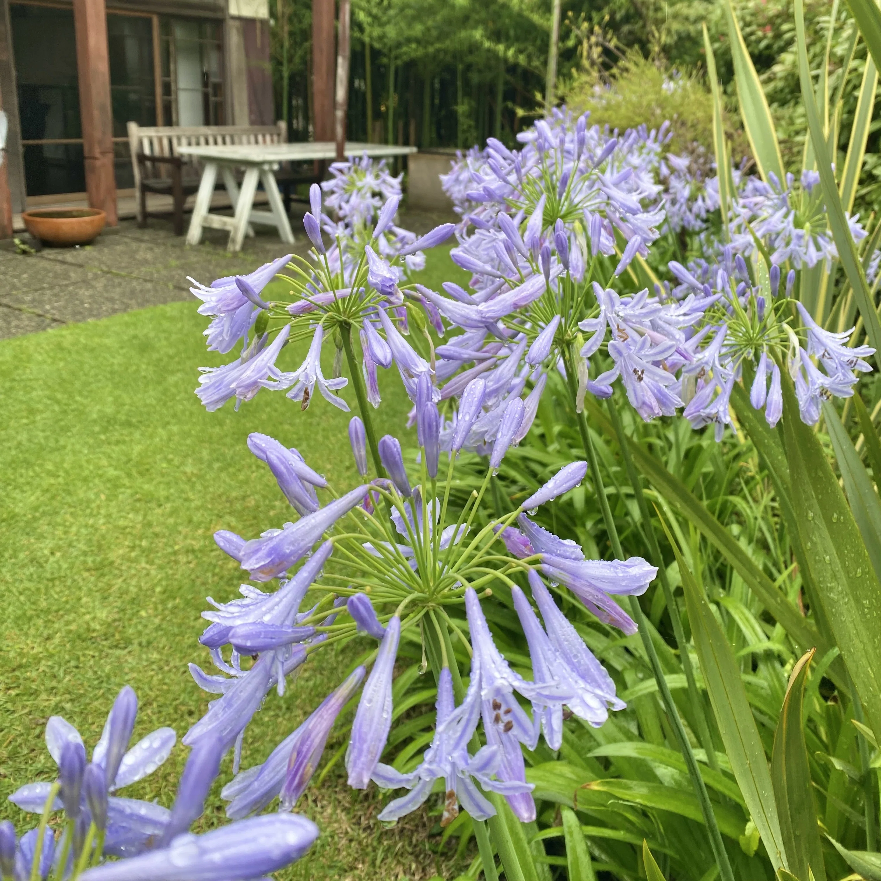 ☆1255☆ 雨上がりのアガパンサス｜からむし座 ◯